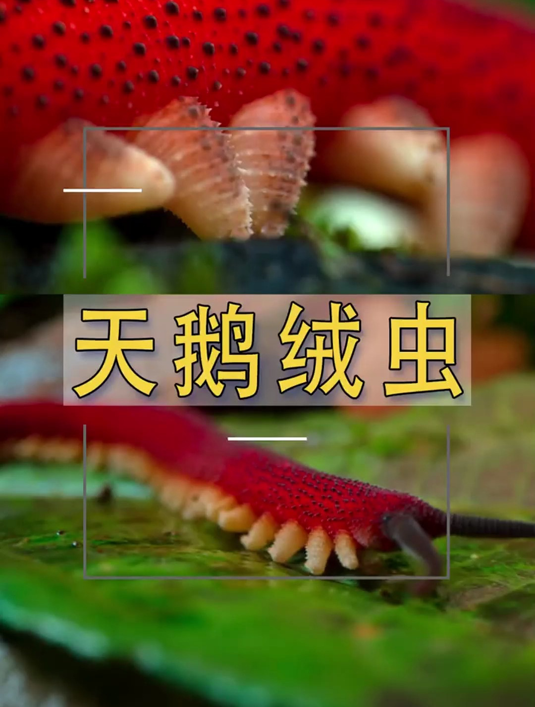 天鹅绒虫也叫黏液虫 长着40条小短腿 靠射出的黏液捕捉猎物