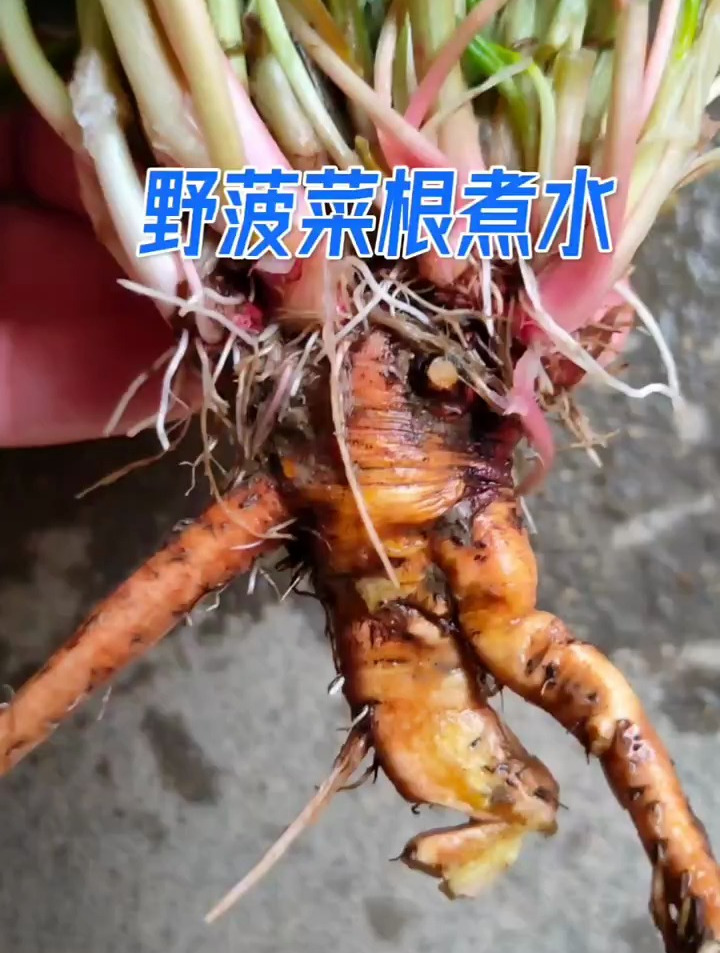 野菠菜根怎么吃图片