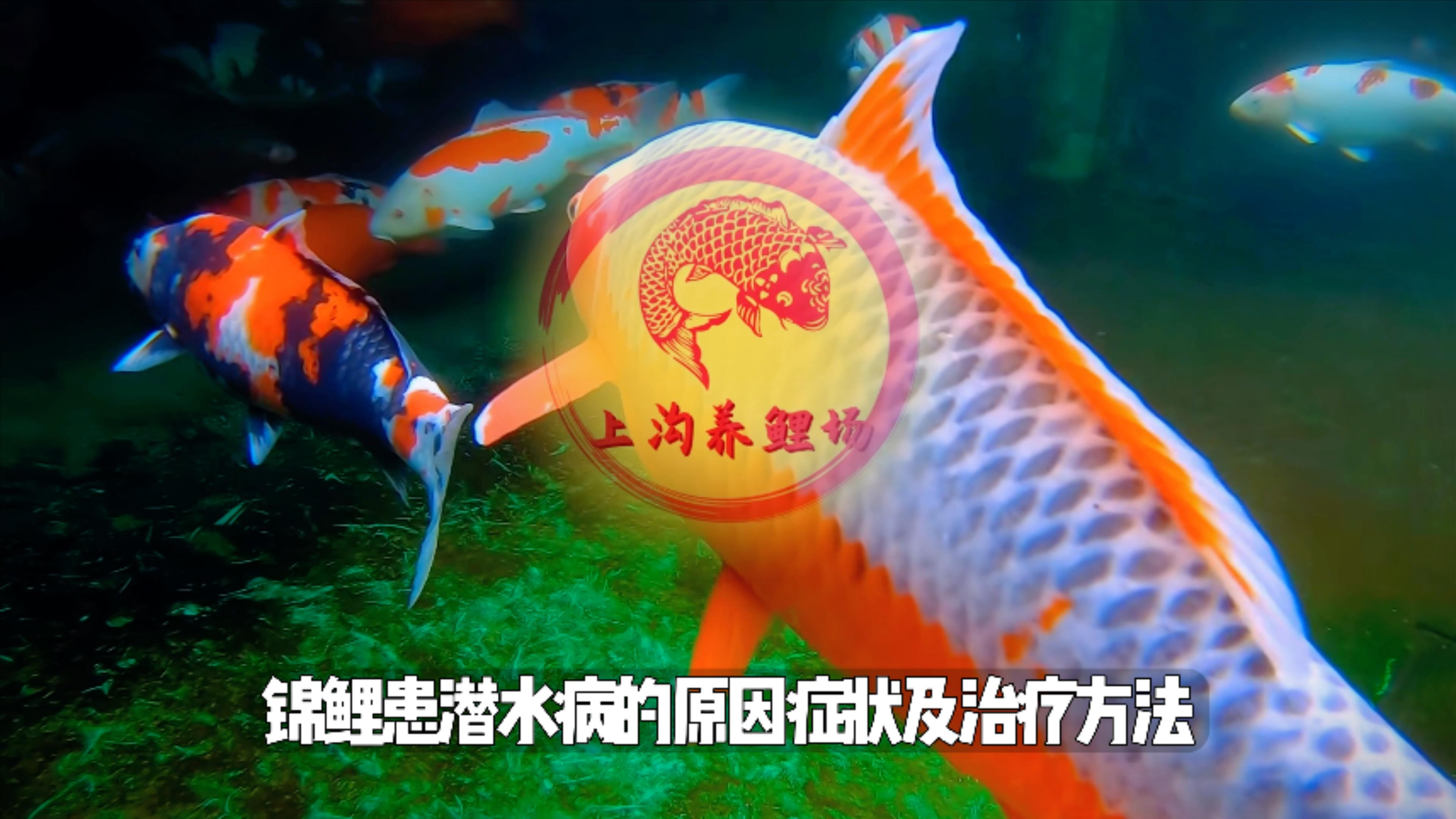 锦鲤出现潜水病请参考这个视频!锦鲤患潜水病原因症状和治疗方法