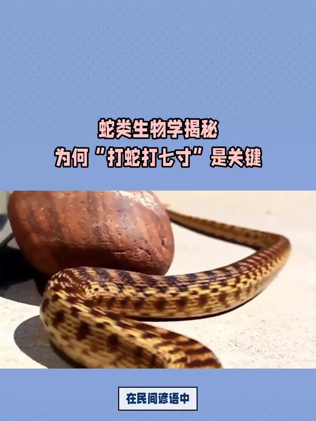 蛇類生物學揭秘為何