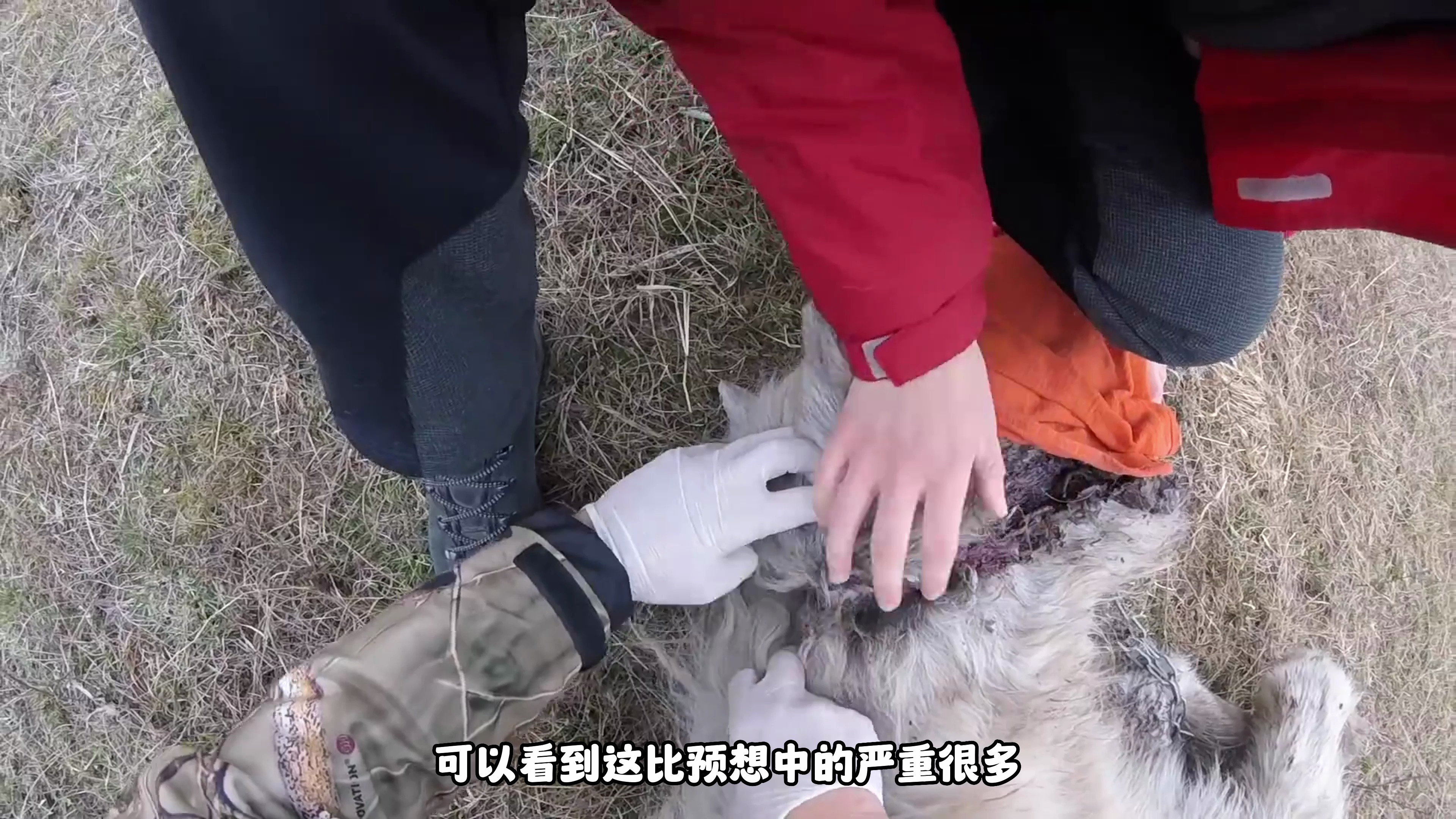 白马遭受偷猎者偷袭,不幸头部受伤严重,救援团队实施救援