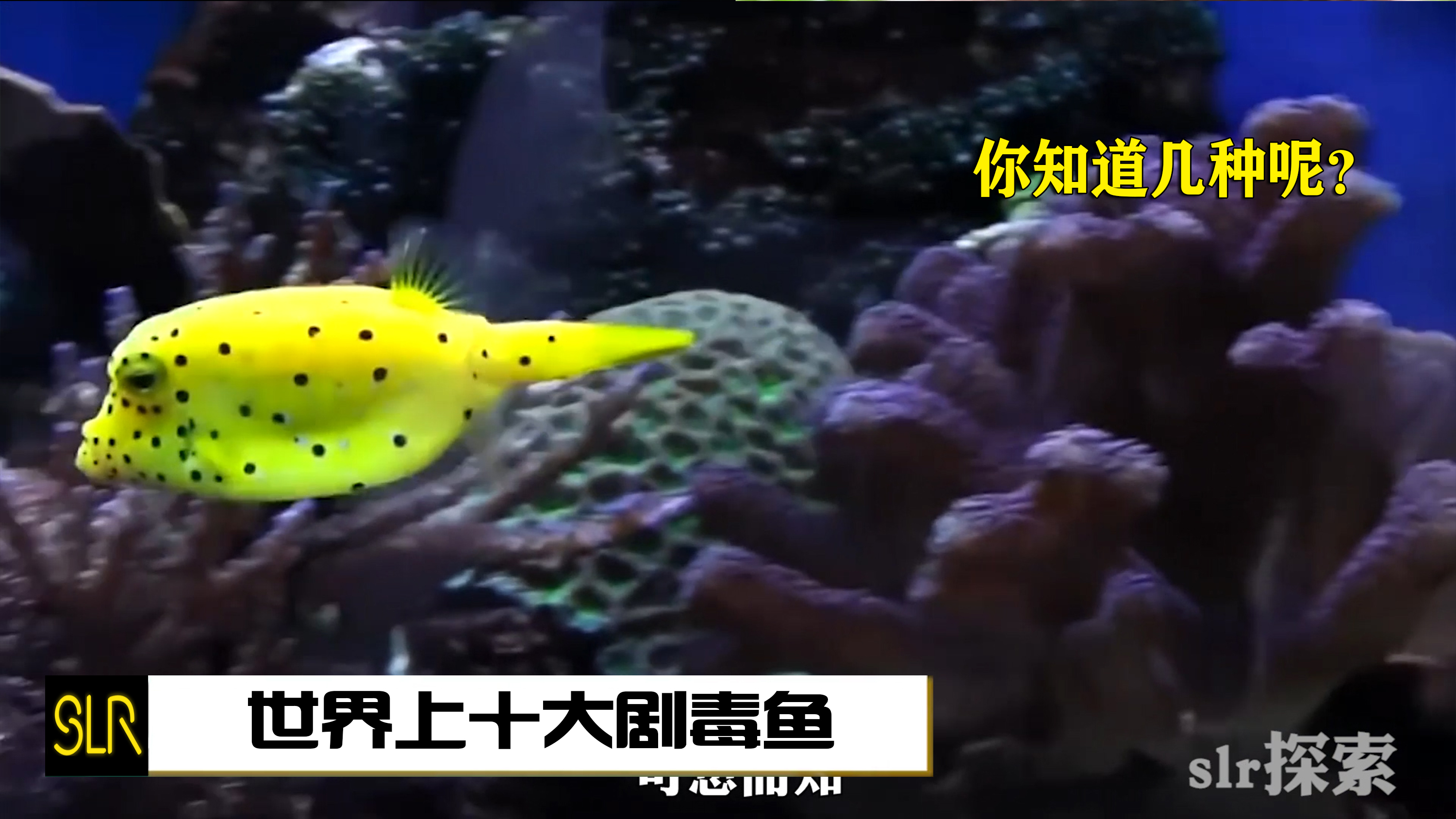 世界上十大剧毒鱼,你知道几种呢?
