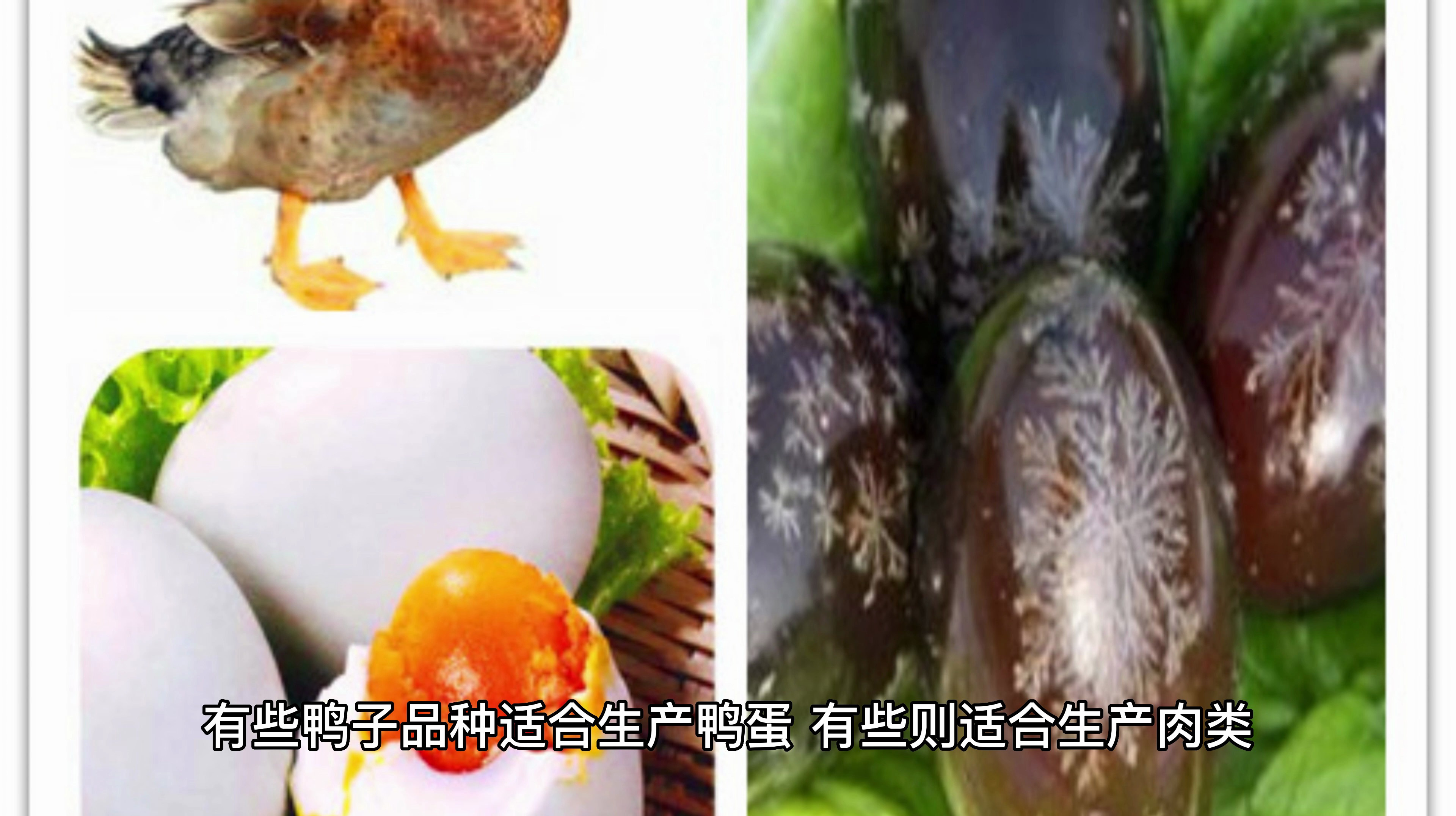家养的鸭子喂养方法