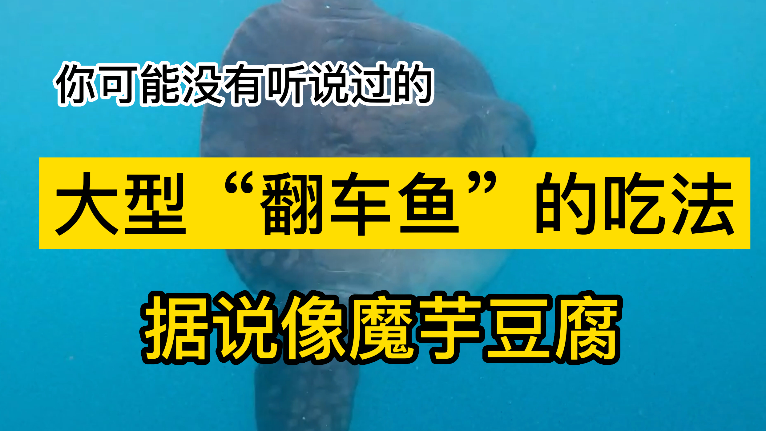 大型翻车鱼的常规吃法,竟然是外国的街边小吃,据说像魔芋豆腐