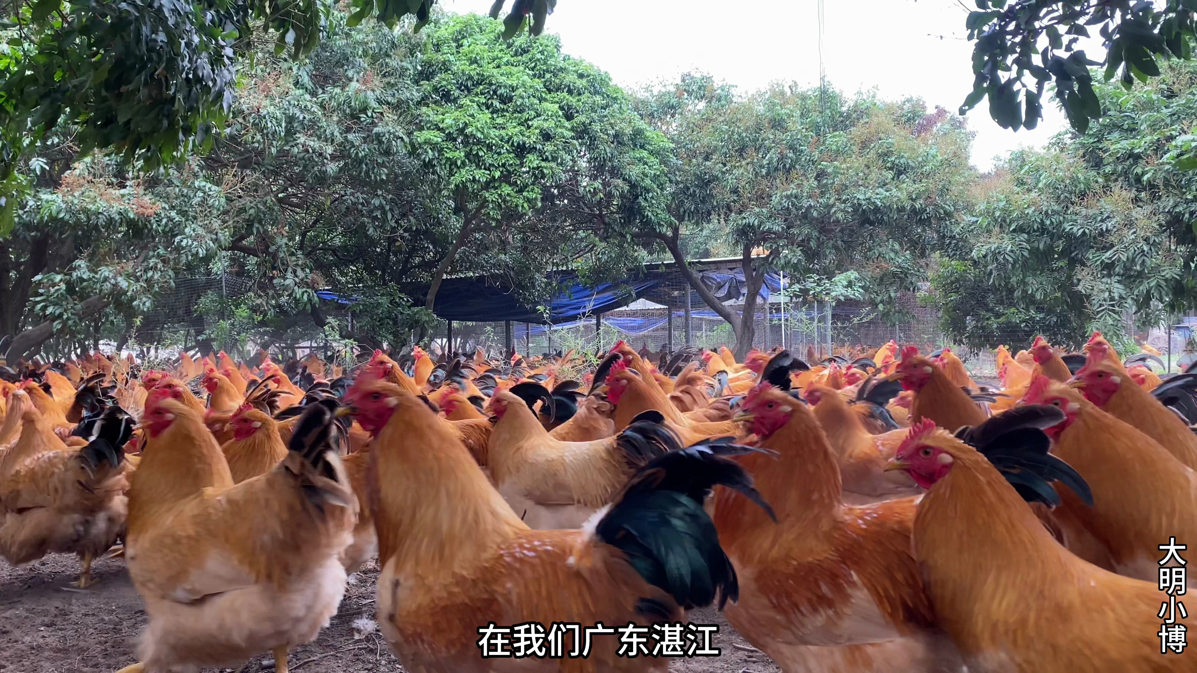 广东湛江人喜欢吃阉鸡做的白切鸡,皮香肉滑,探访阉鸡的日常喂养
