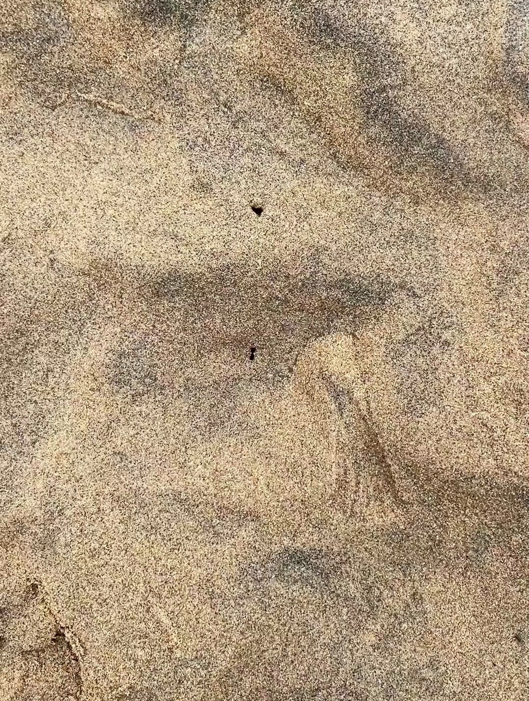 有很多不认识蛏子洞的朋友,今天发一个标准的洞眼