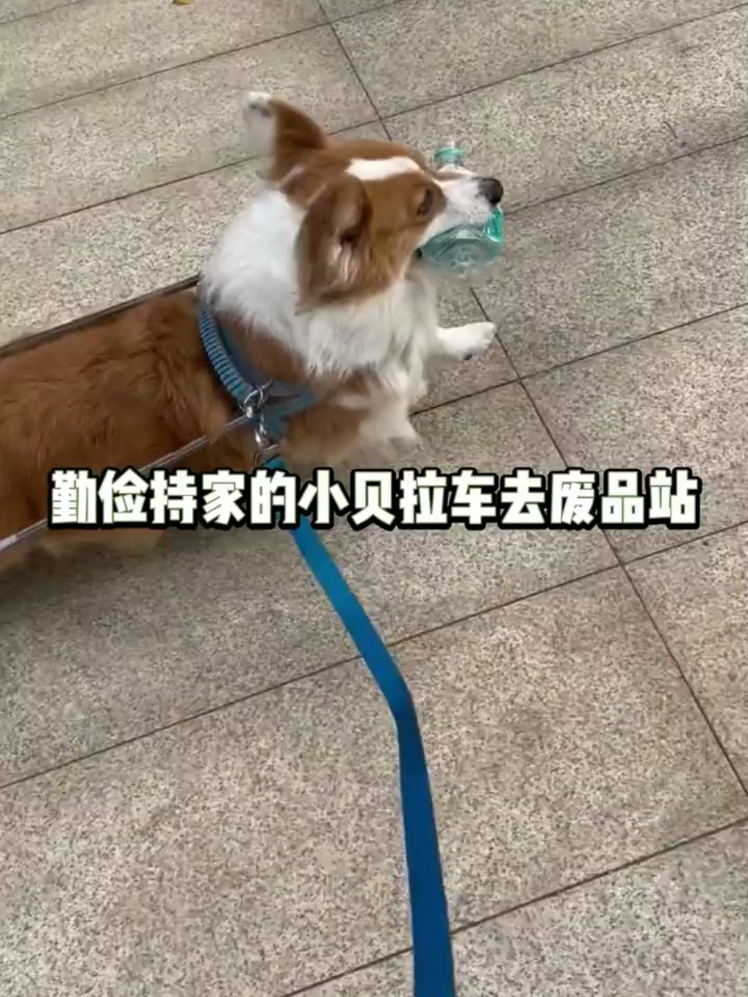 养了一只有求必应的狗子是什么体验