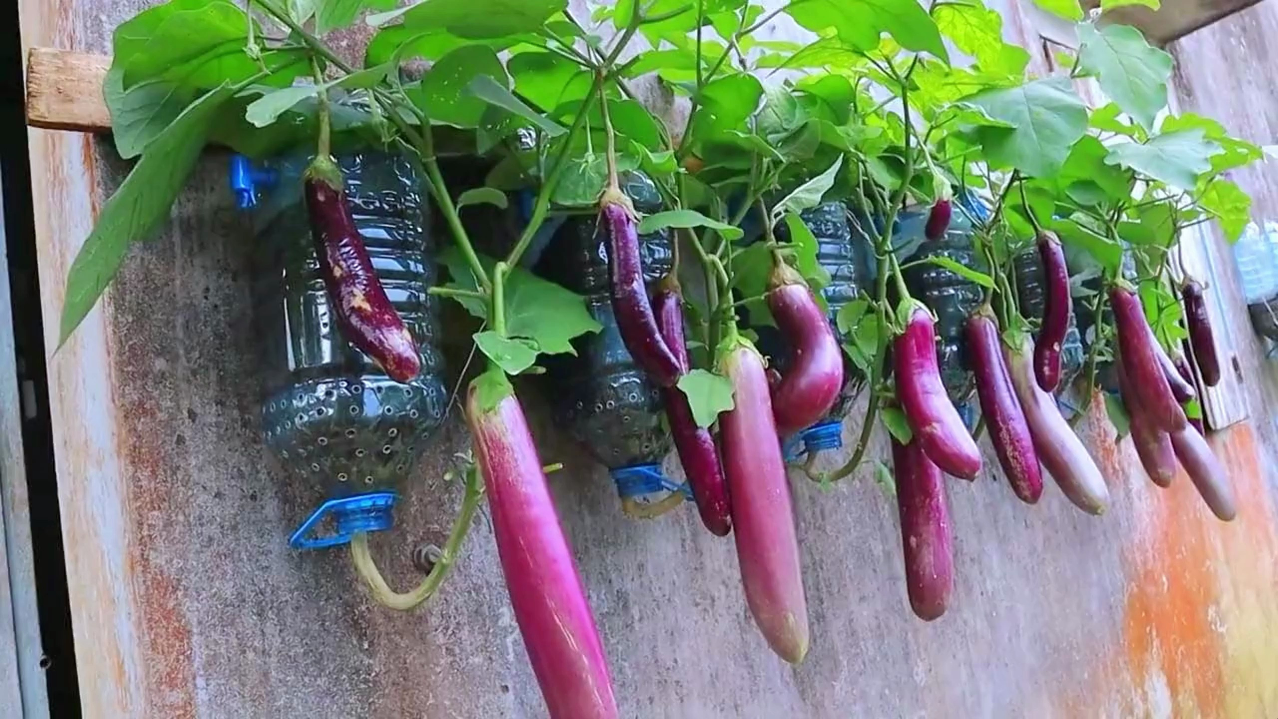水桶油桶别扔,挂在墙上种植茄子,随吃随摘真新鲜~ 茄子种植