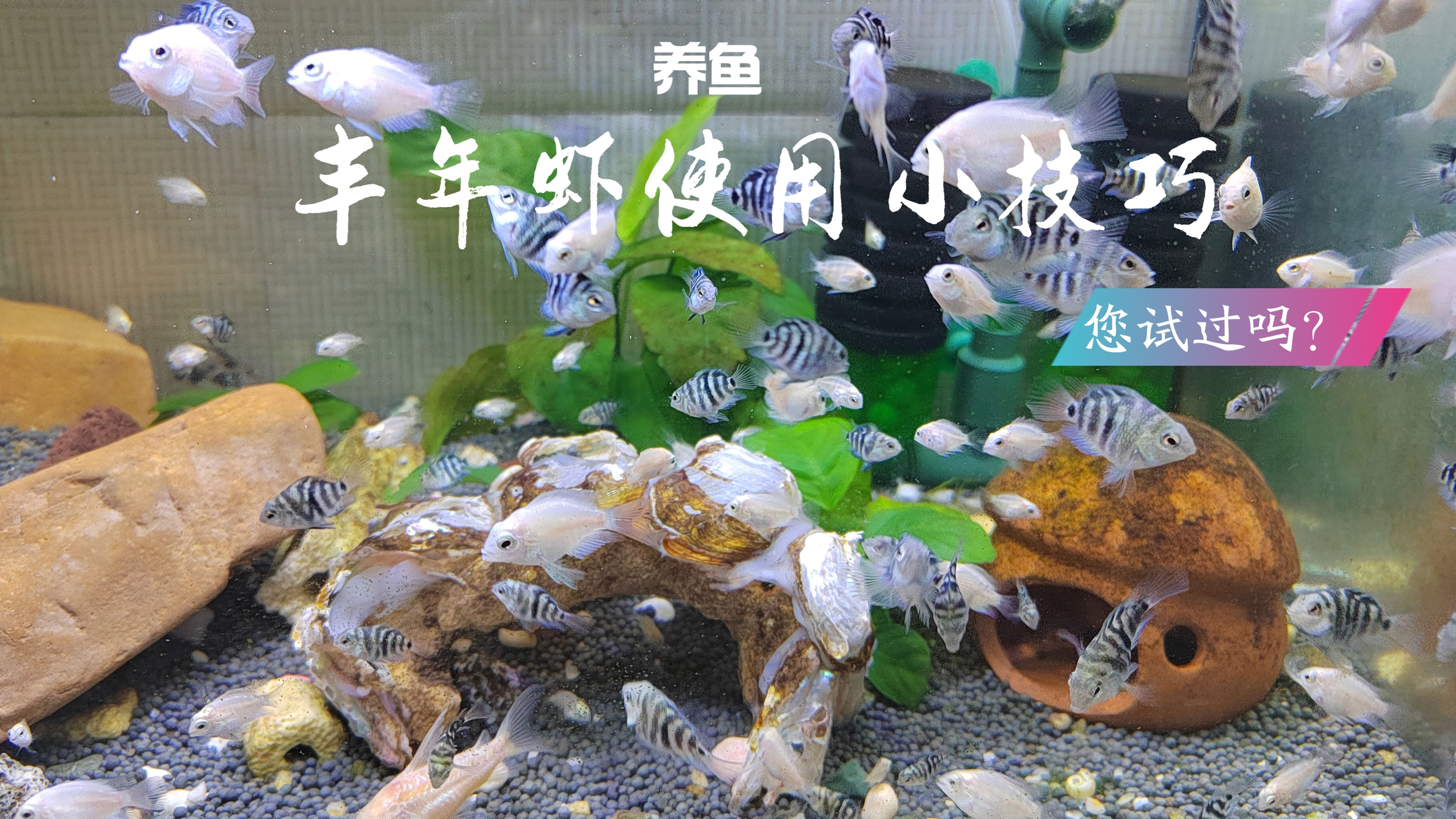 丰年虾使用小技巧