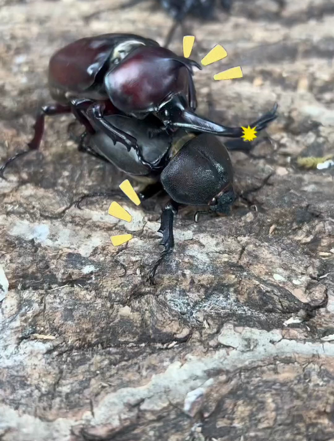 神奇动物来咯,独角仙 锹甲 战斗力爆表