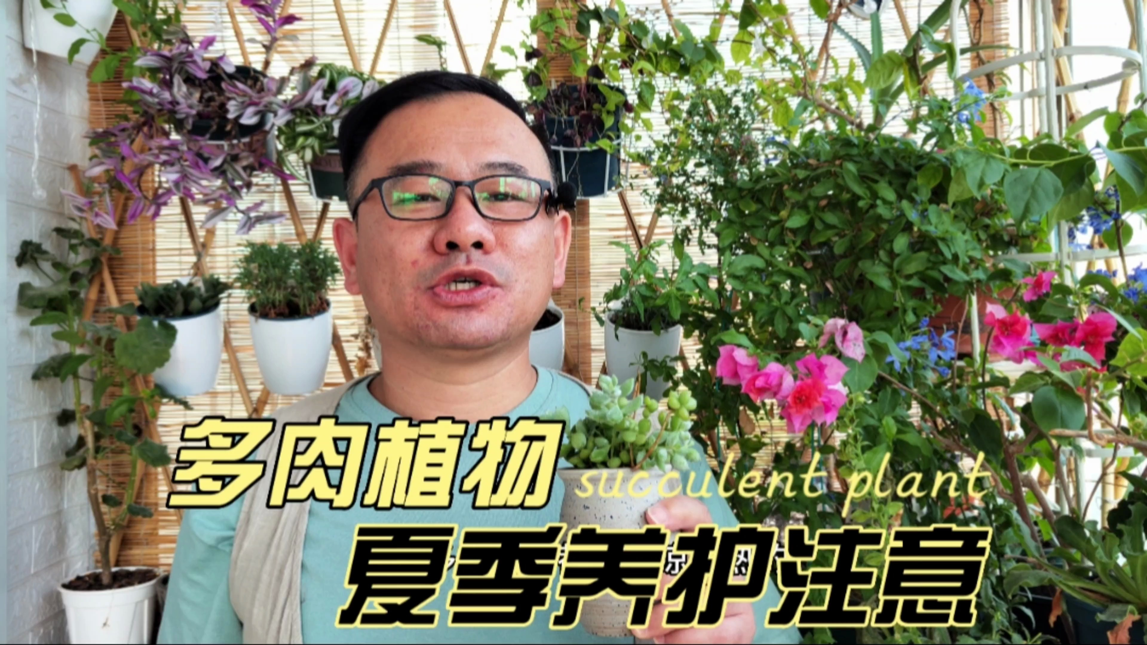 夏天养多肉植物，做好4件事，预防病虫，安全度夏