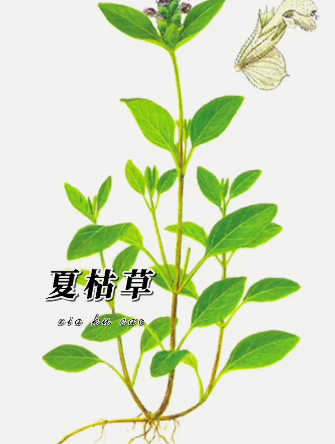 每日一味中草药 夏枯草 产于河南 安徽 江苏 湖南等地