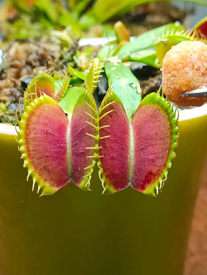 食人花;香味诱人,一口咬下去,蹦蹦脆脆,美味极了