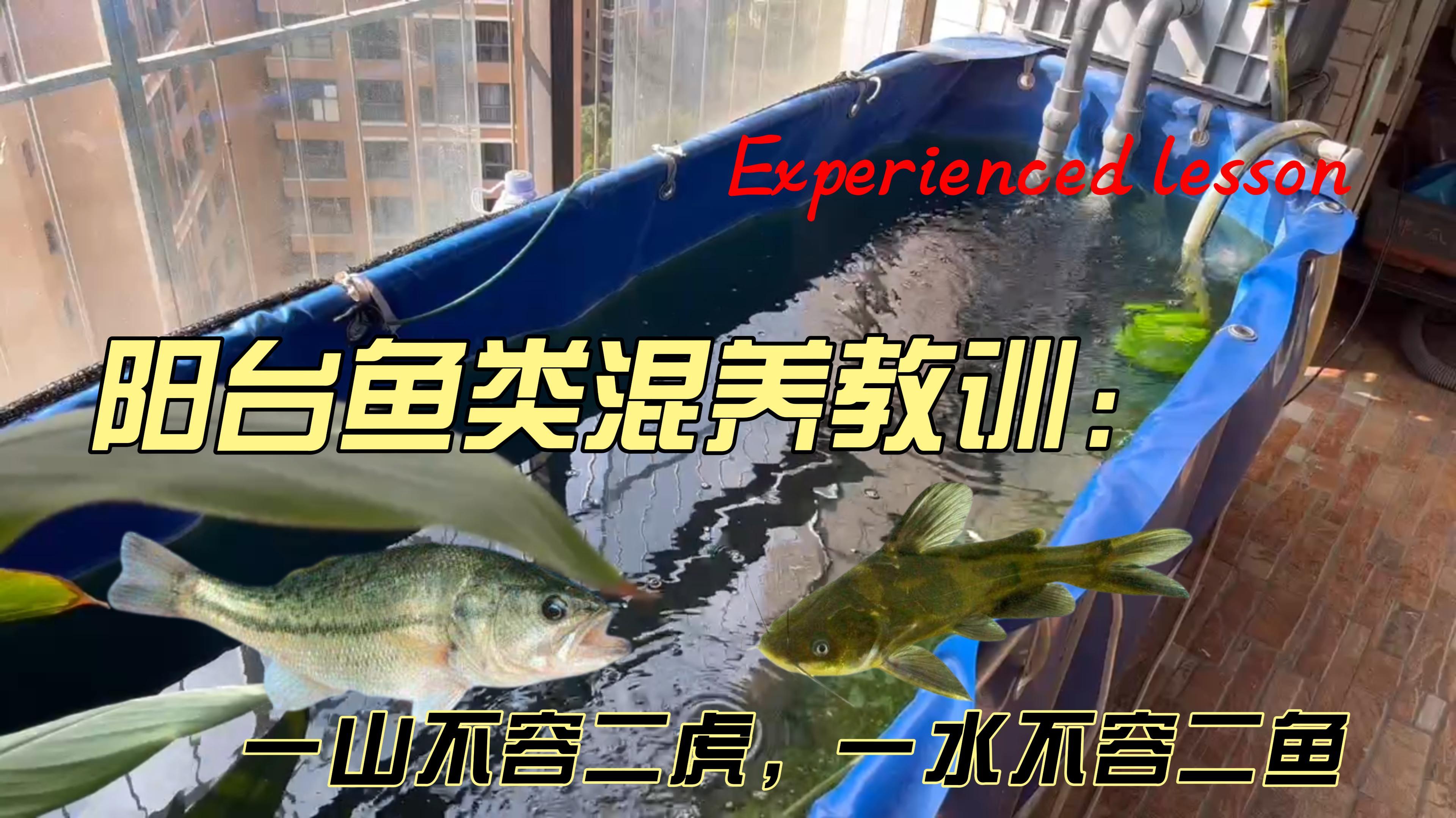 凶猛肉食性食用鱼,混养经验教训:黄颡鱼和加州鲈鱼阳台鱼池混养