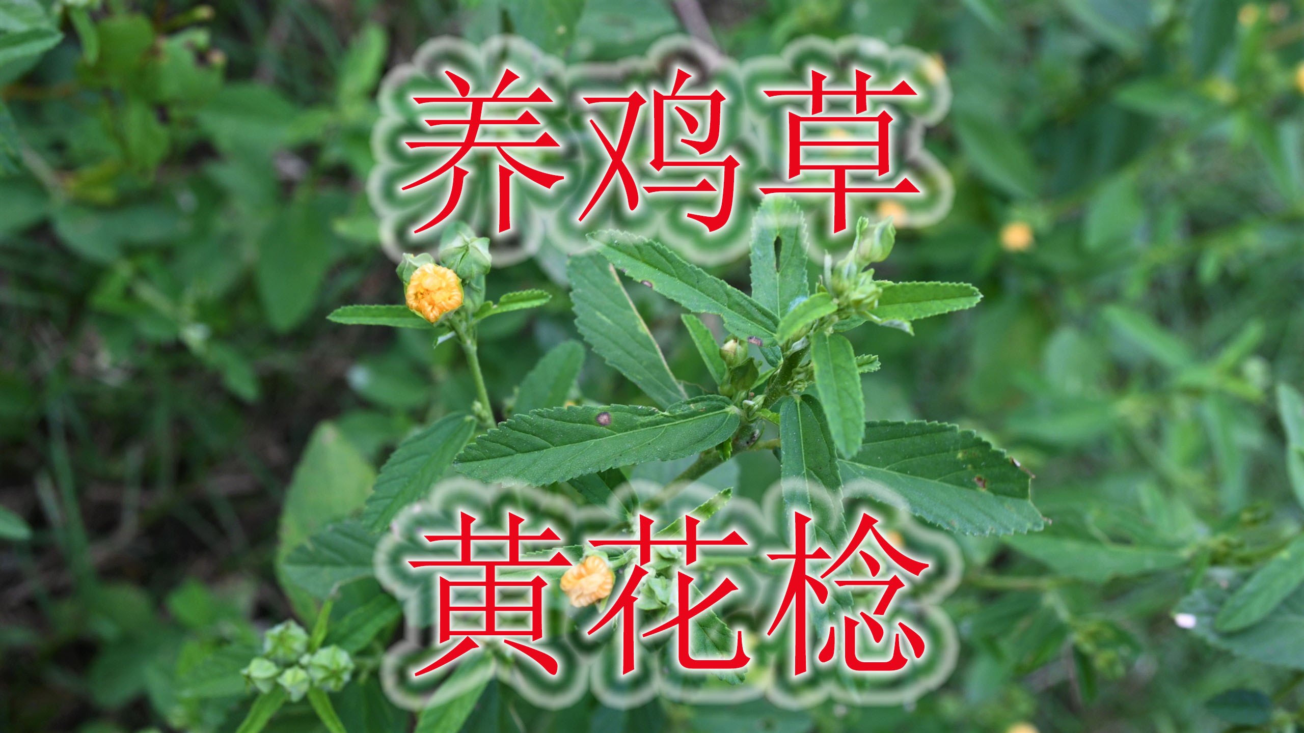 常见植物“白背黄花棯”,人工种植为“养鸡草”,也可制绳索扫帚