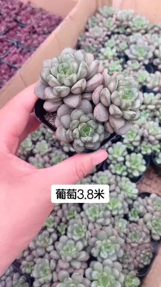 葡萄,多肉植物
