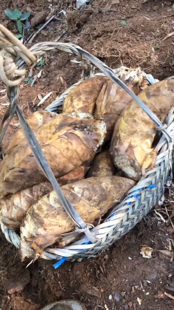 农村小伙上山挖笋,再一次挖到大笋,又一次破纪录