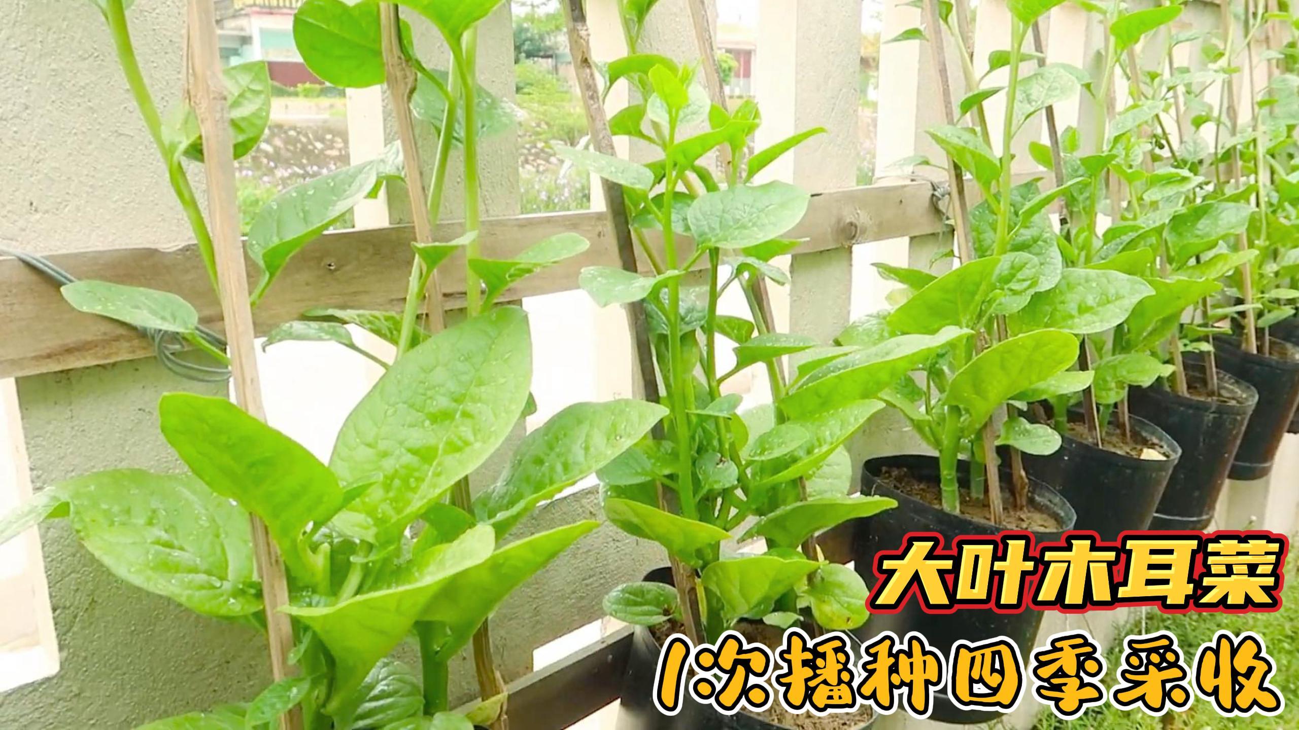 1次播种四季采收,大叶木耳菜种植全过程,方法简单值得一试!