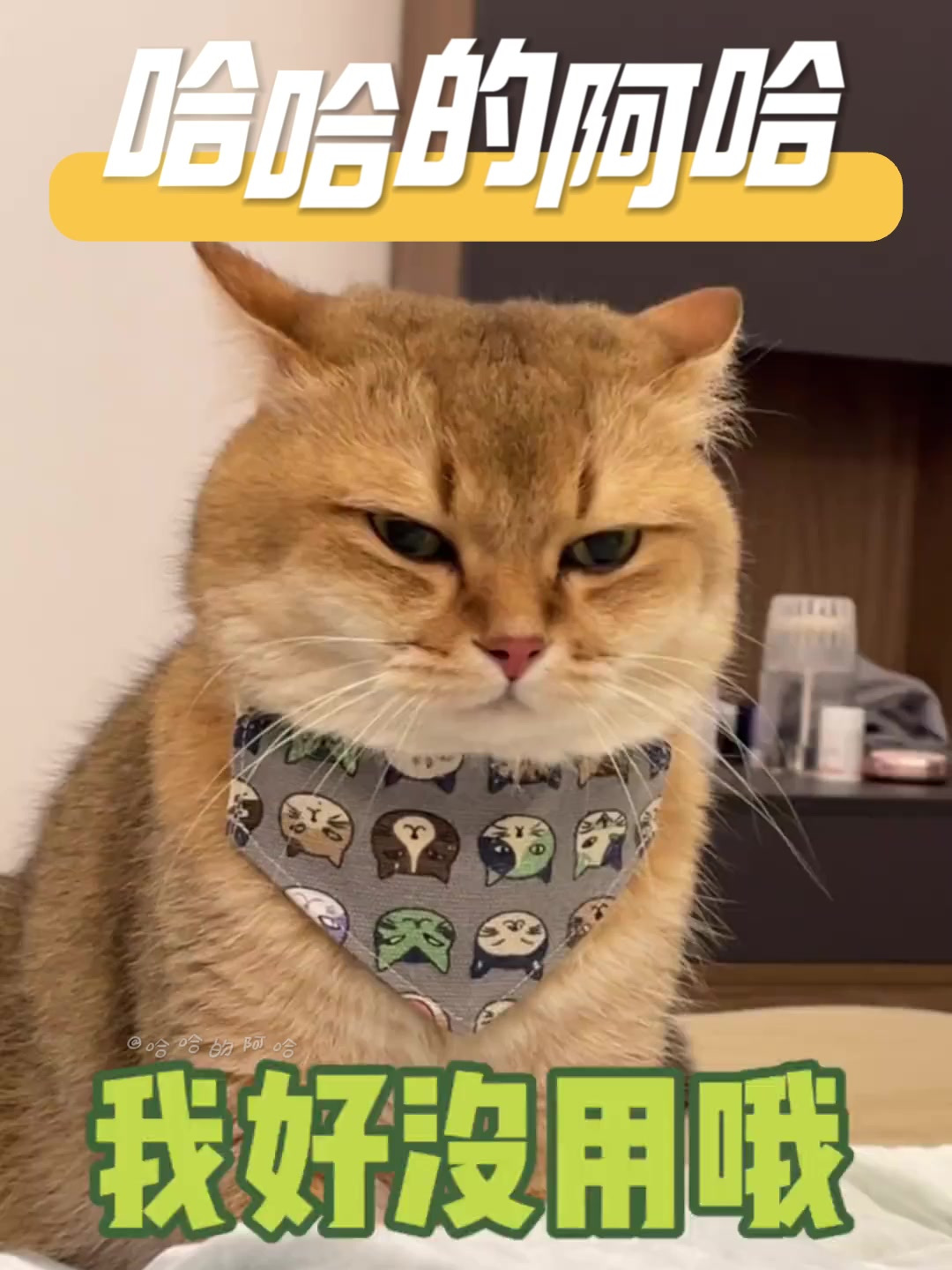 冬瓜总是神补刀