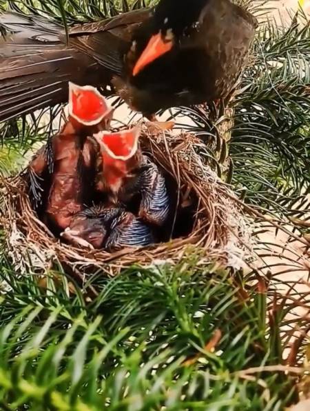 第一次见红嘴山鸦喂雏鸟,听别人说红嘴山鸦很聪明?是不是真的?-度小视