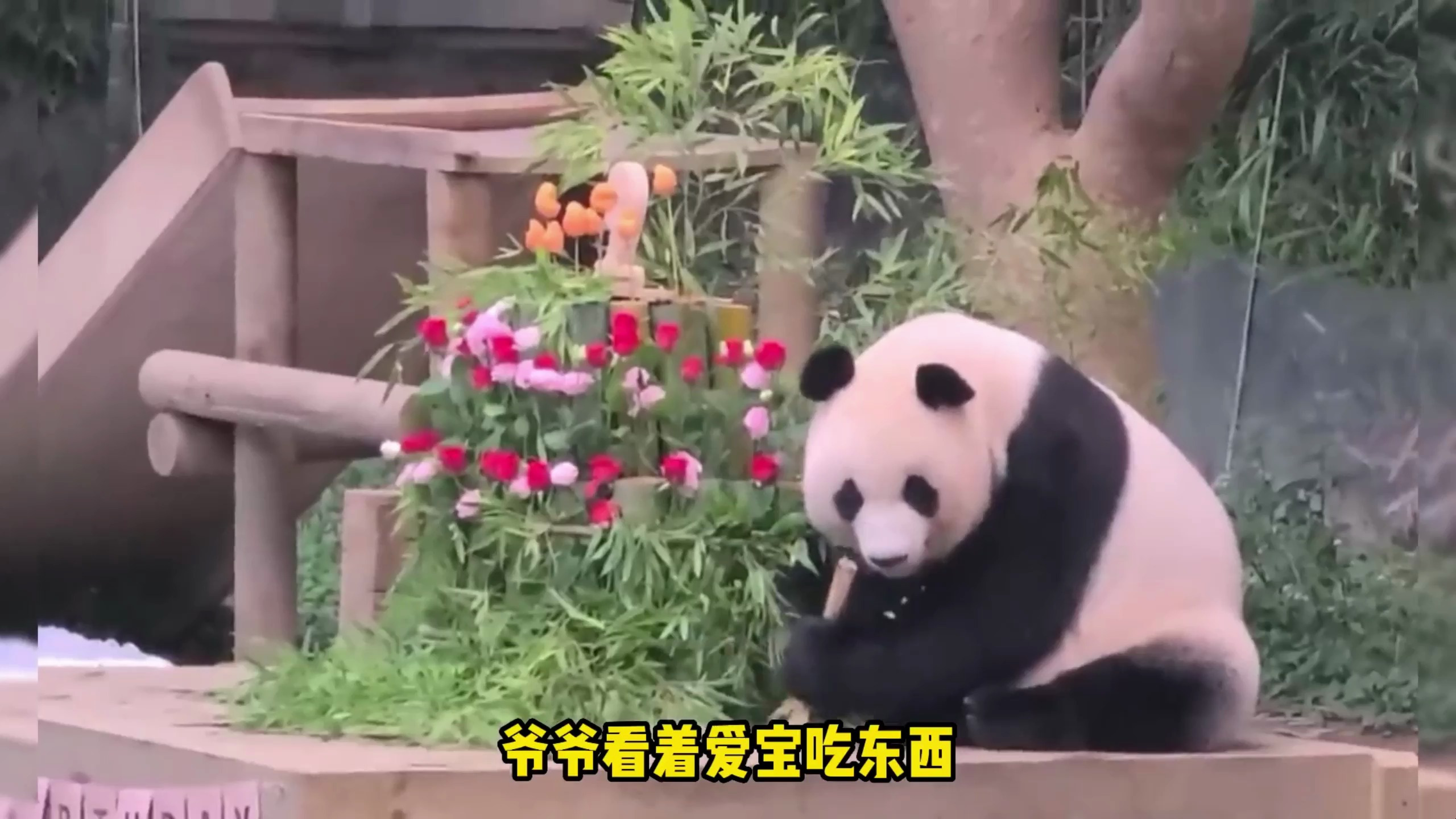 爱宝九岁生日,爷爷为她做了一个超大蛋糕