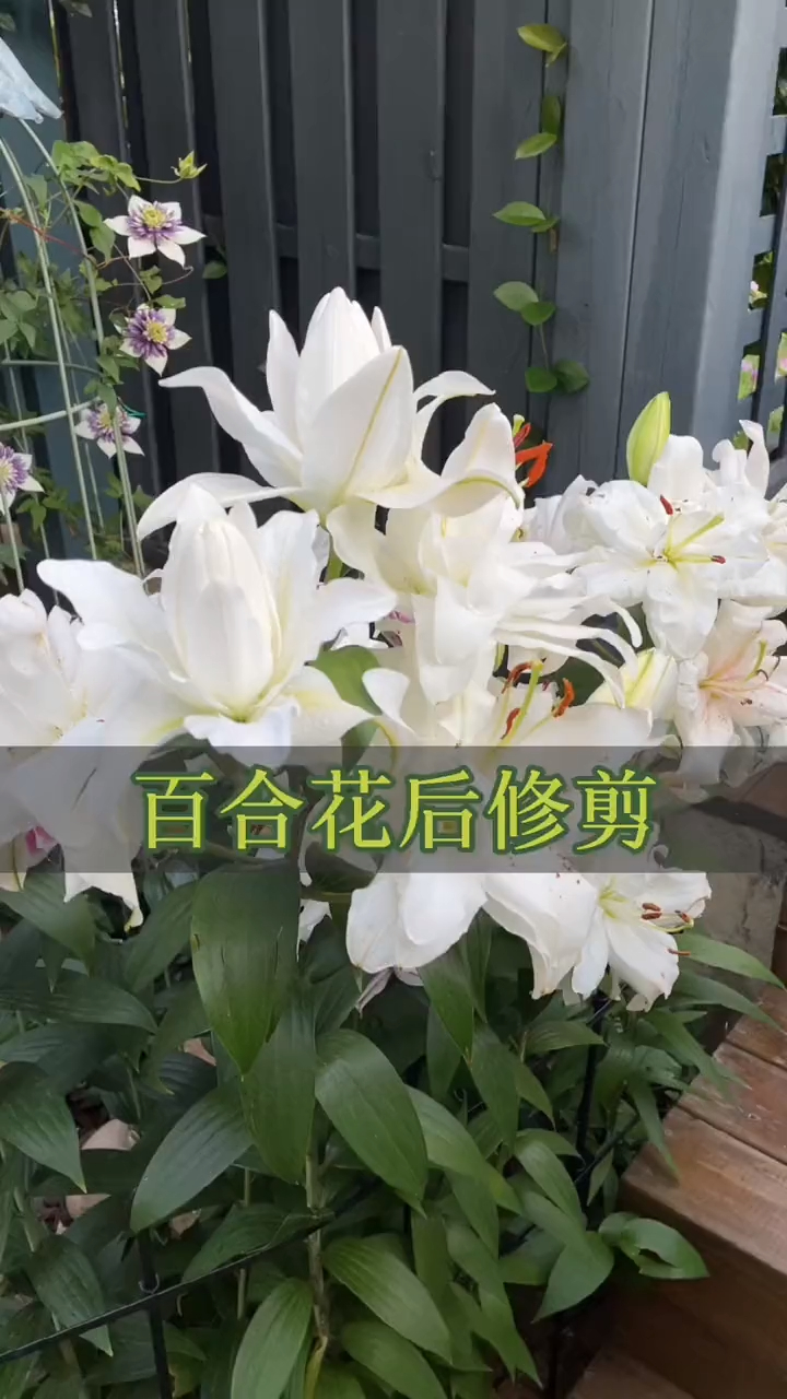 百合花后这样修剪和施肥明年开花又大又多