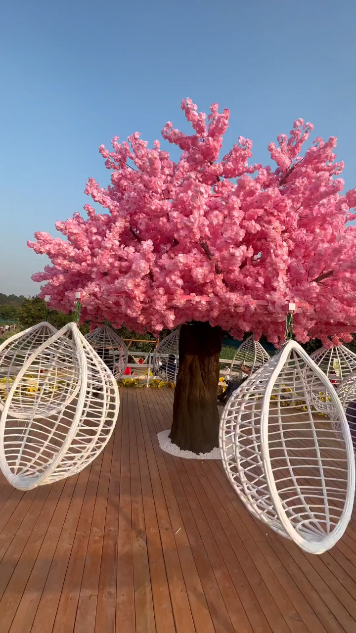 樱花凼凼转,网红树