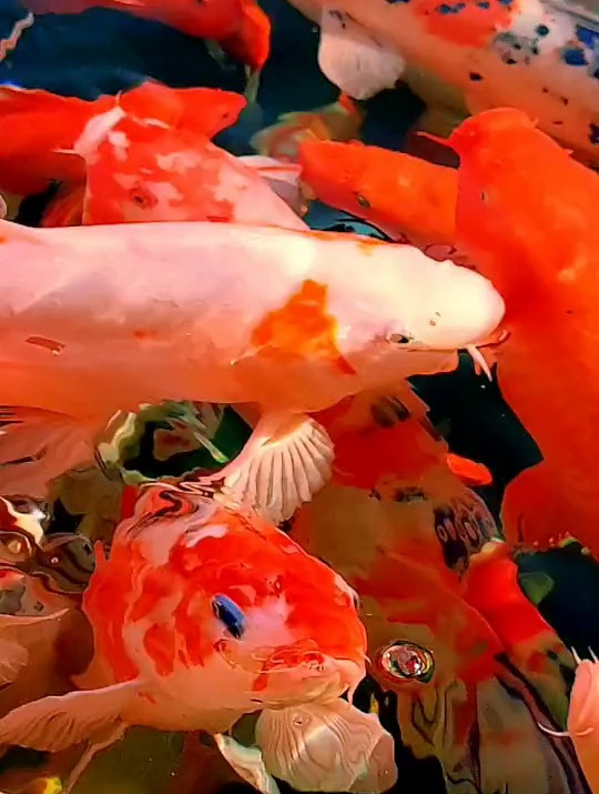 鱼儿水中游,祝大家年年有鱼,见者好运鸿运当头