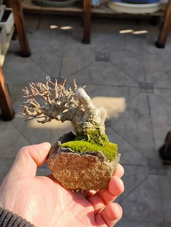 树和盆完美结合的一个精品唐枫,盆景制作技巧分享,盆景艺术