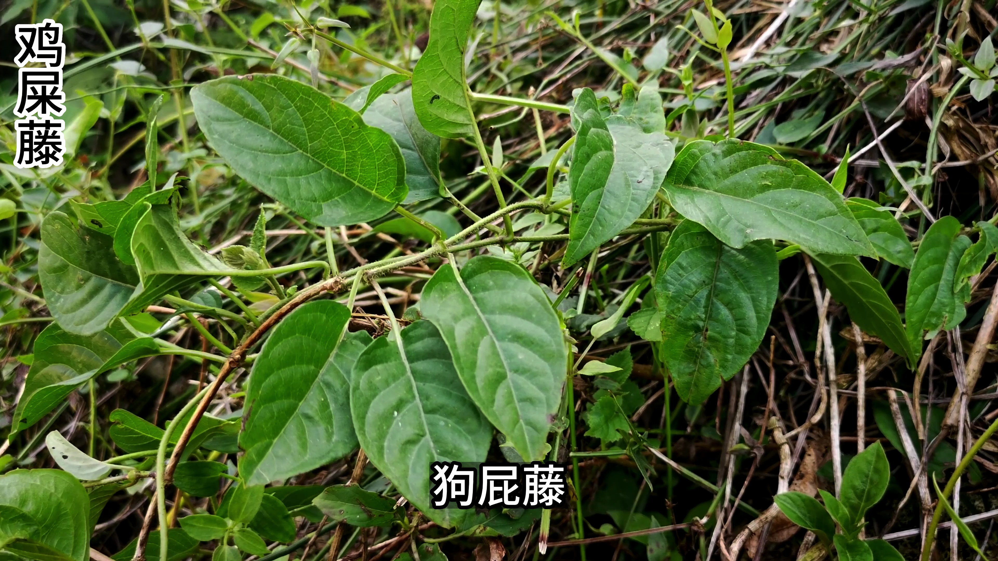 鸡屎藤,因其有一股类似鸡屎的味道而得名,却是一种美味食物