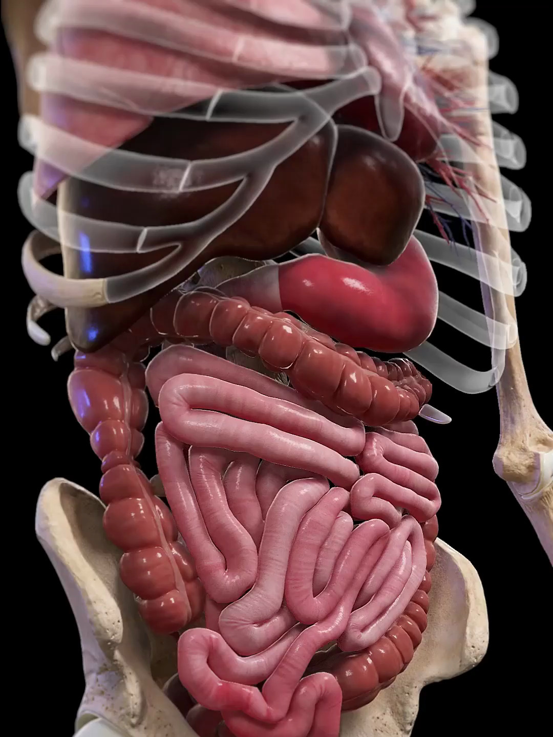 欣赏一下人体内部的律动