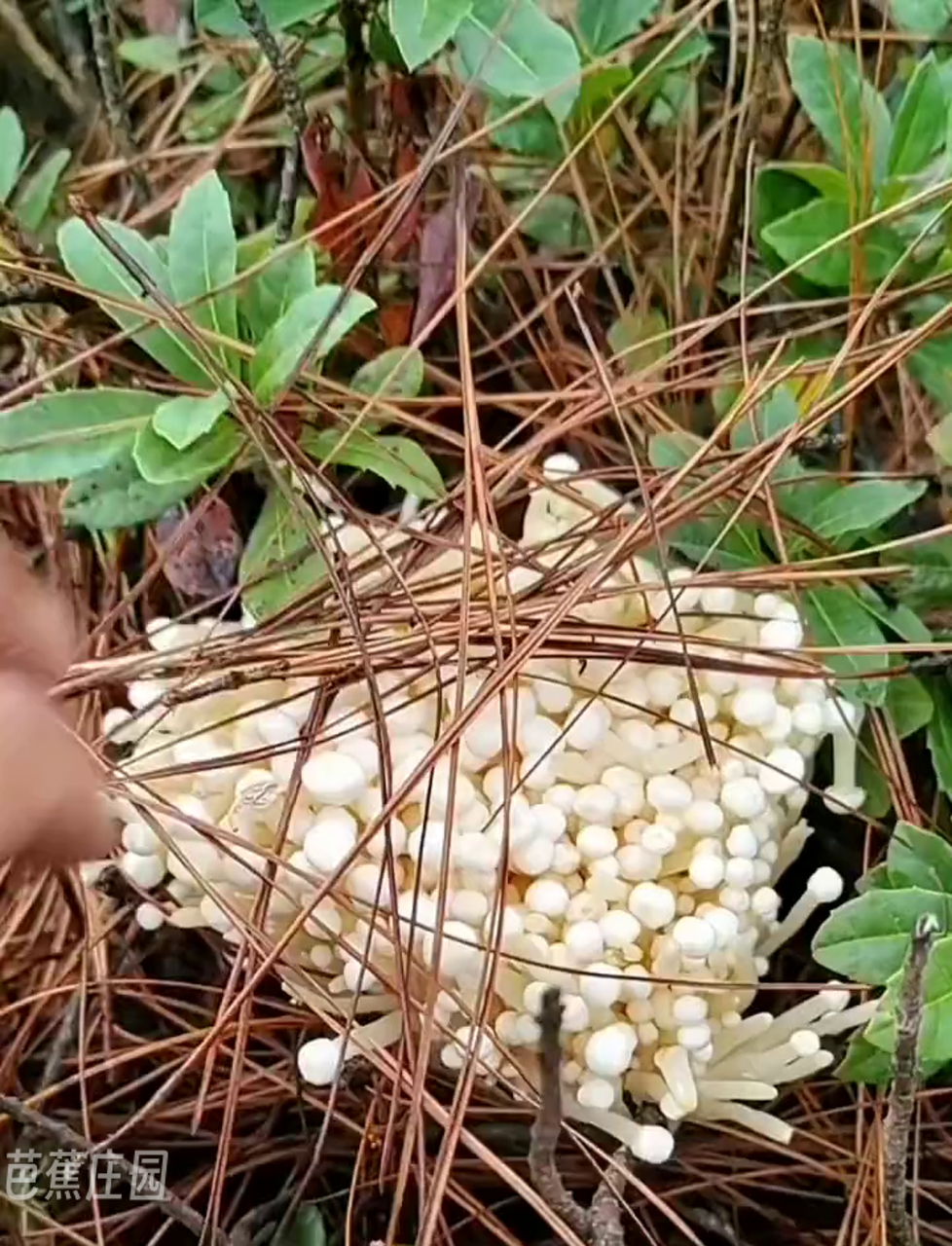 野生金针菇,毛茸茸的菌柄金钱菌,顾名思义,菌柄上长满了绒毛