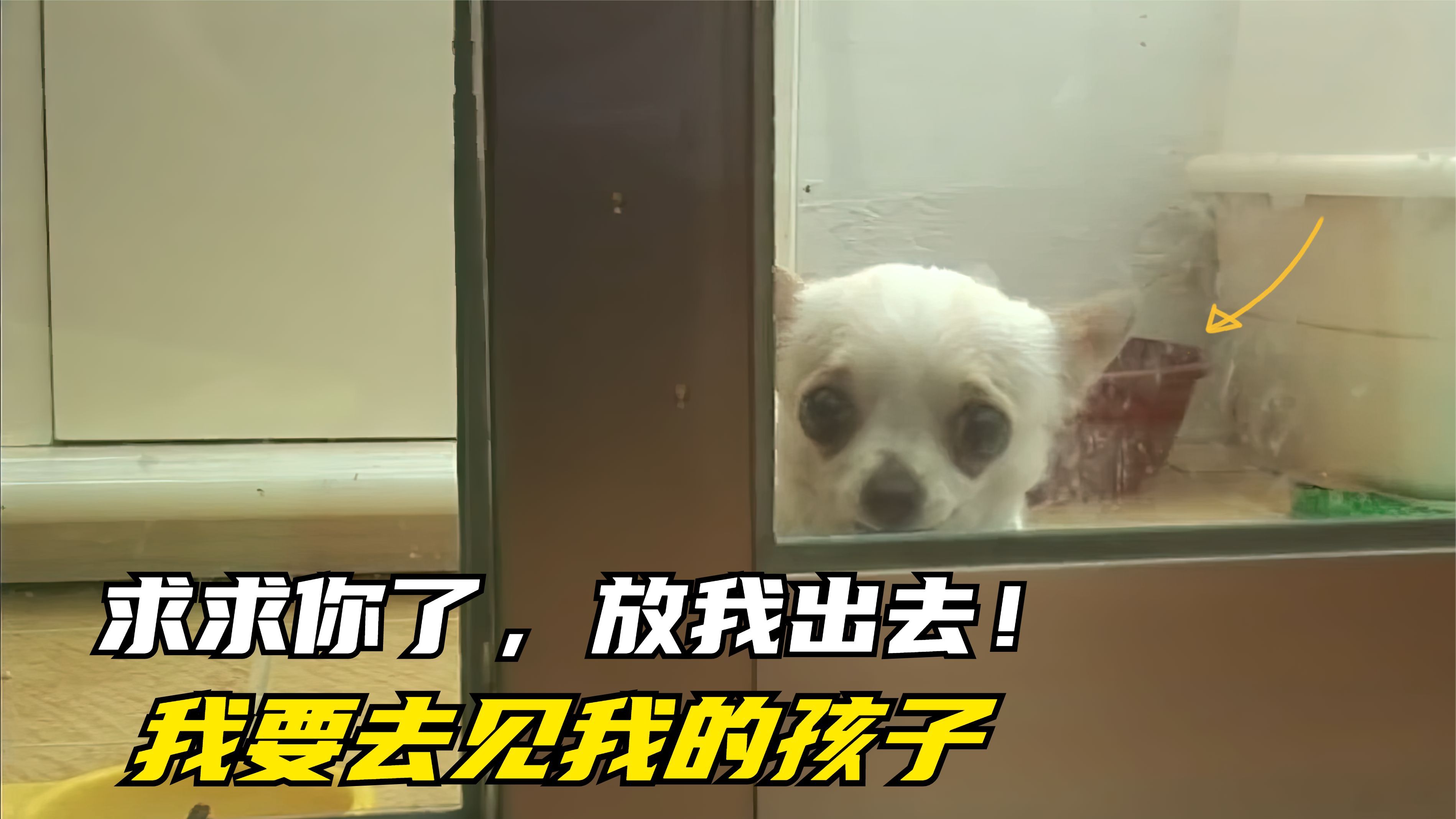 狗狗把小鸡当孩子,时刻都守护在它身边,难舍难分的样子让人感动