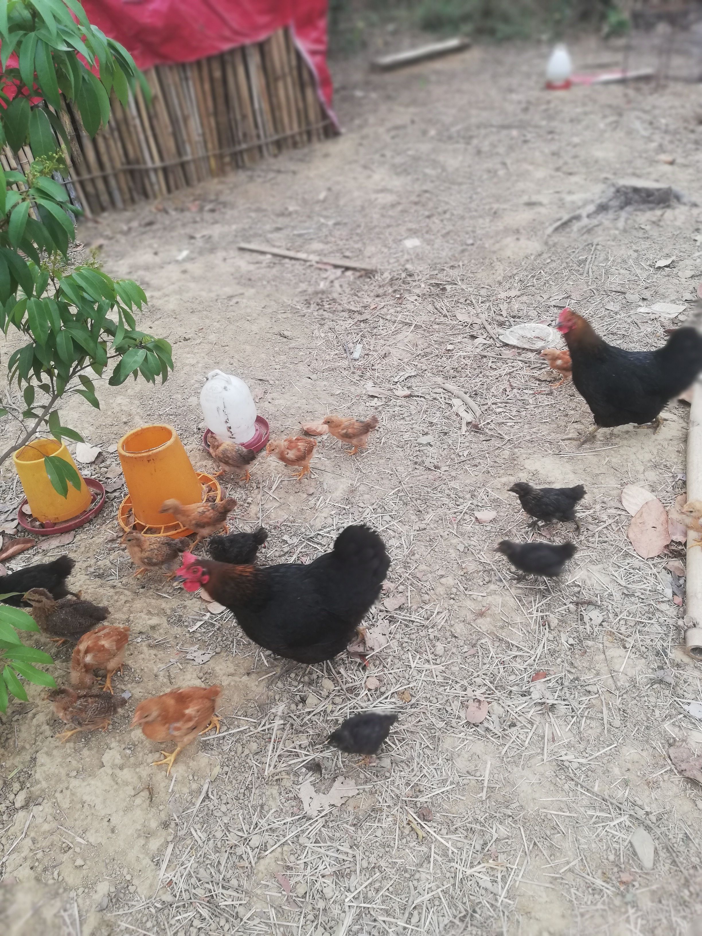 5小鸡笼养第28天,羽毛逐渐长全可以放养了