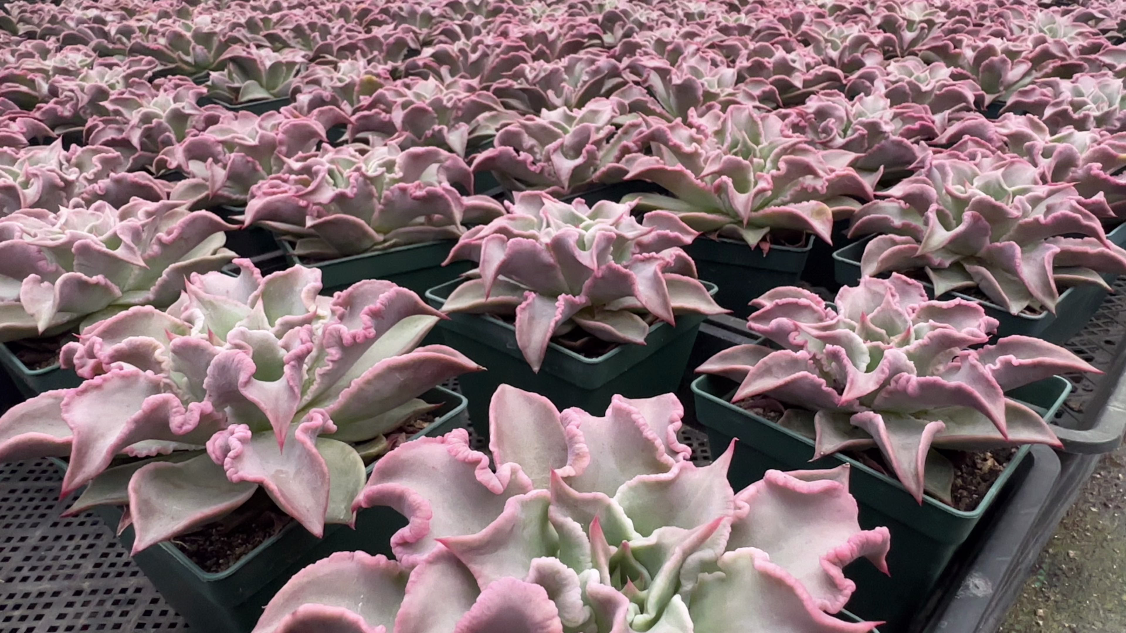 夏天养多肉饺子皮做到三少一多,你也可以养出美美的饺子皮