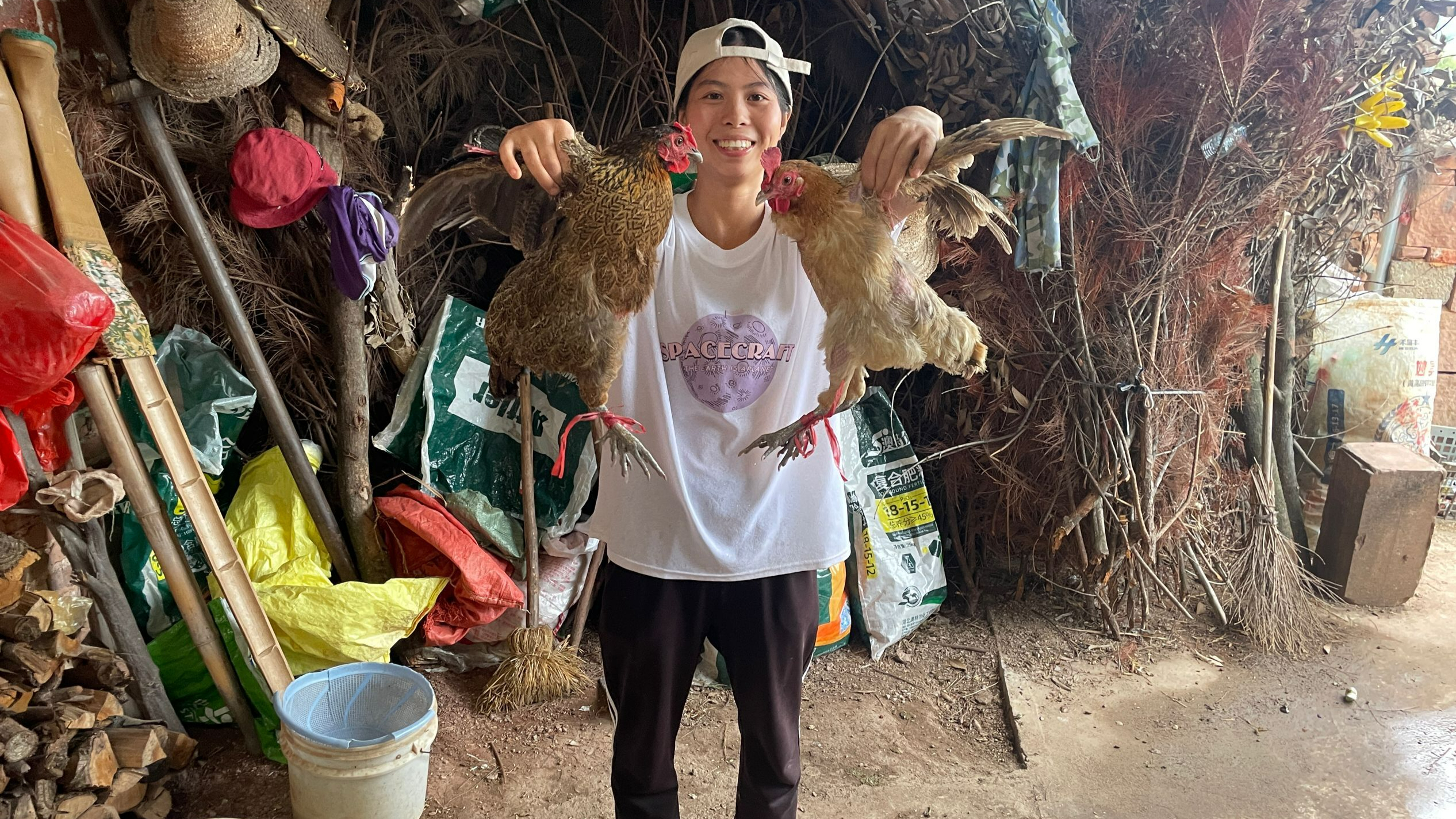 小秀捉了两只散养土鸡,处理得干净利落,看看这土鸡怎样?