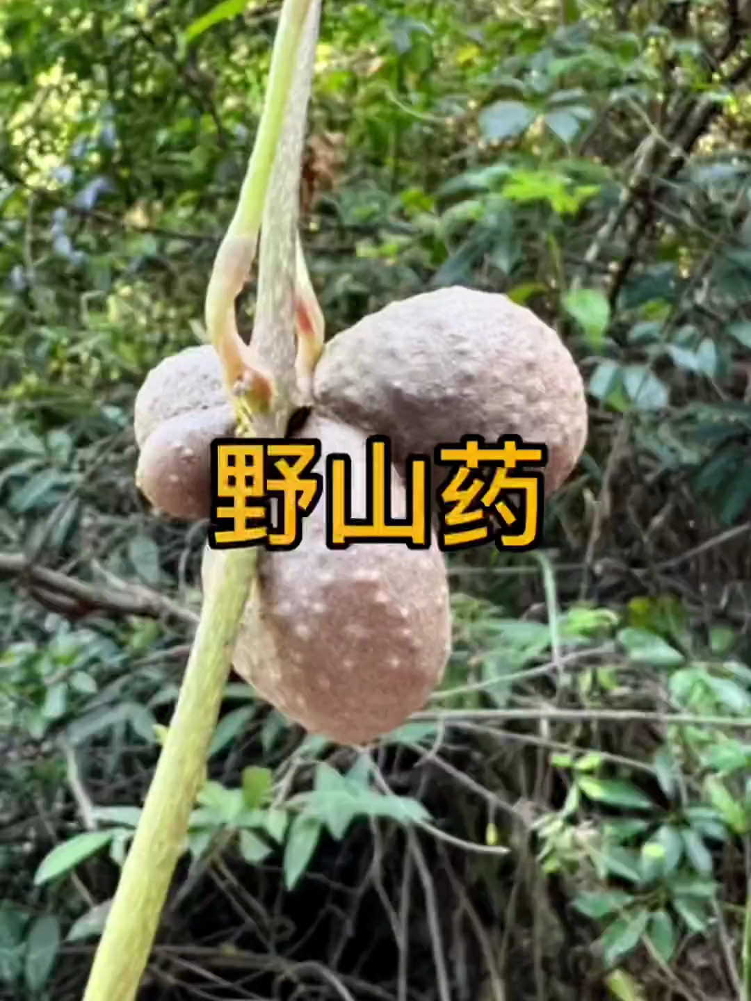 薯蓣科植物:野山药