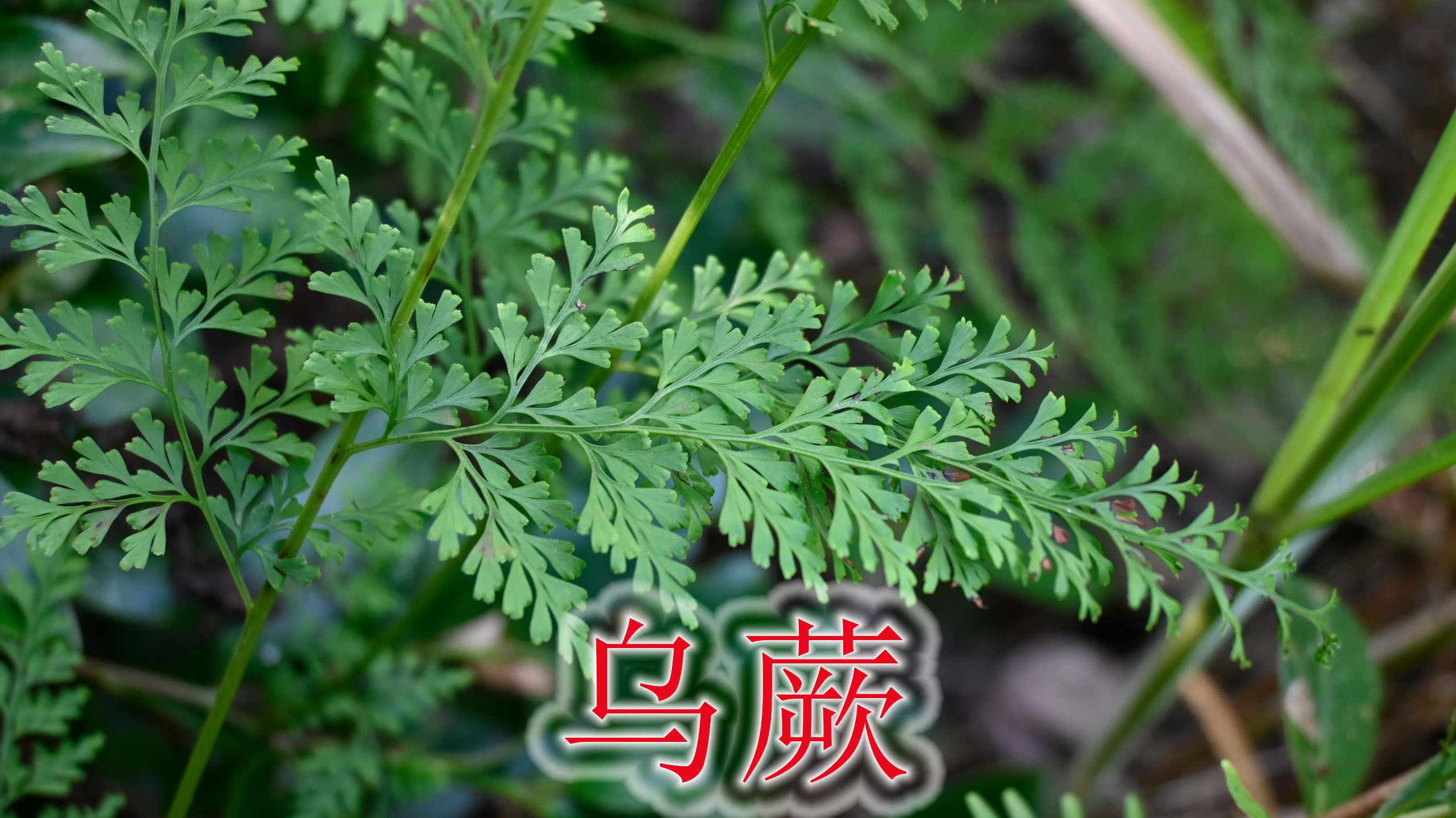 农村常见的乌蕨,植物被称为“解毒草”,炖汤很多人不知道