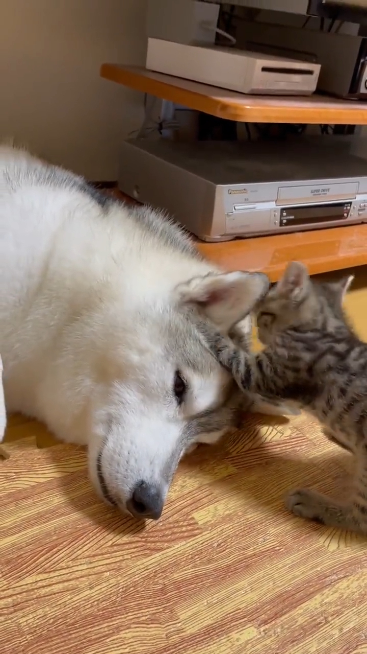 狗勾躺着任凭猫幼崽咬耳朵也不生气好宠溺