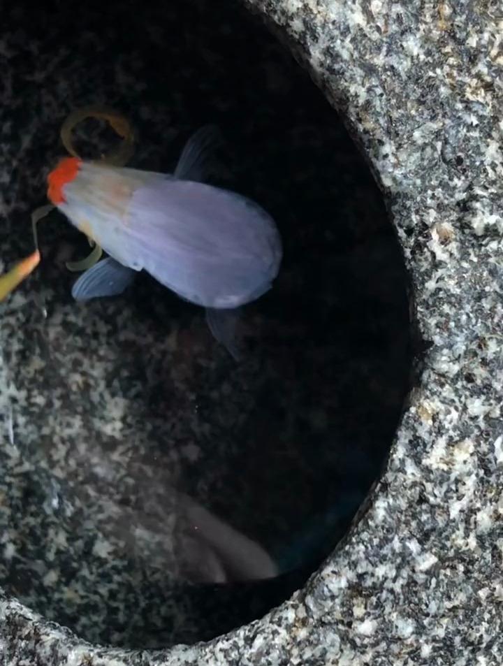 第二次画这种大眼泡的鱼 下一个你们想看什么呢?