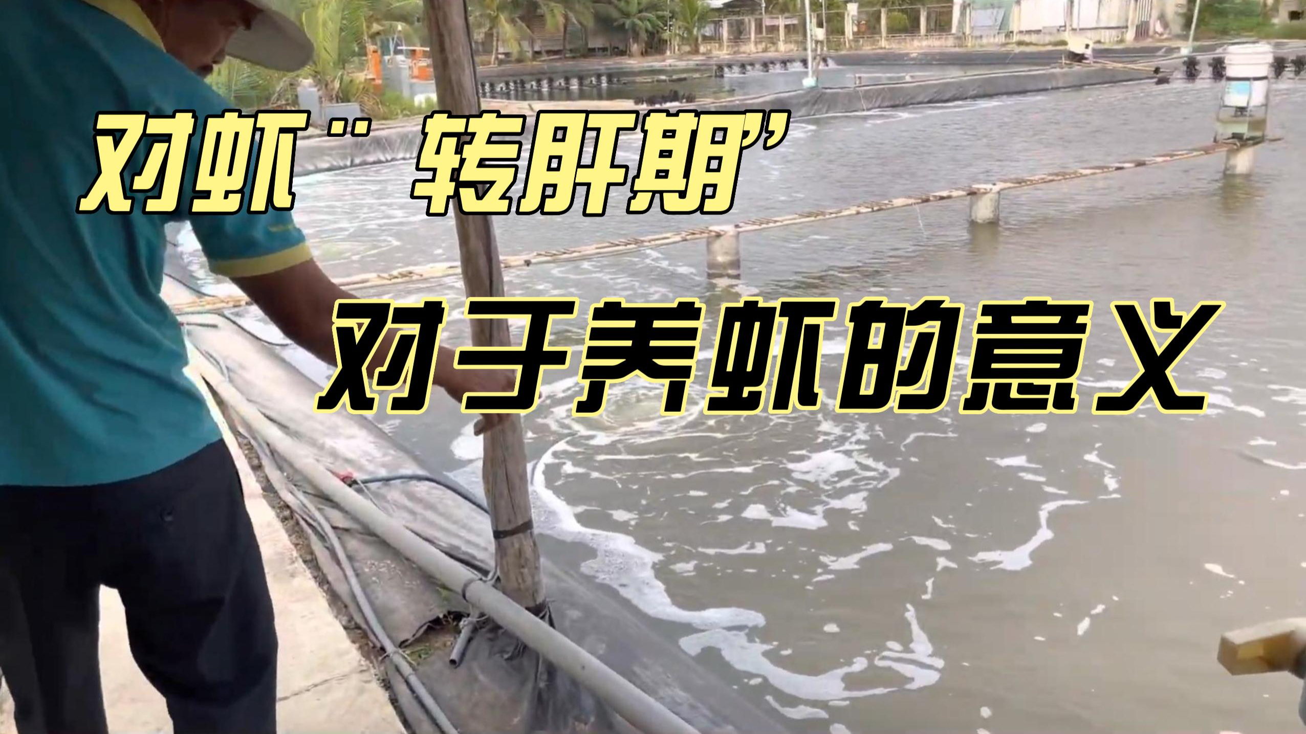对虾“转肝期”,对于养虾很重要!但很多养殖户却不知道如何护理