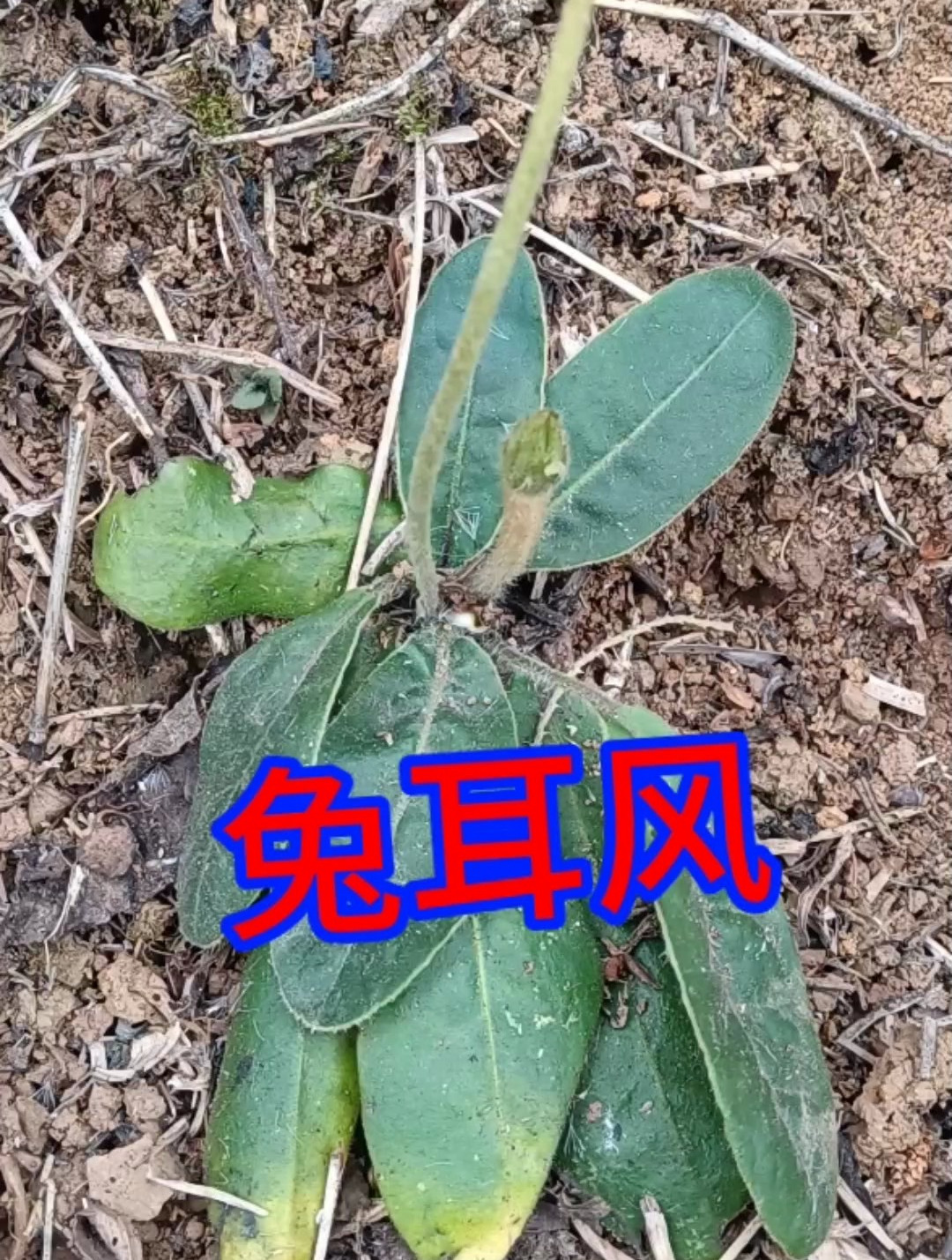 兔耳风是贵州苗药,现在用法很广泛,你会用吗?