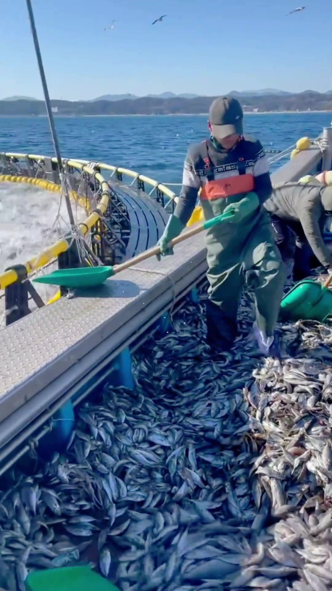 海上捕鱼图片