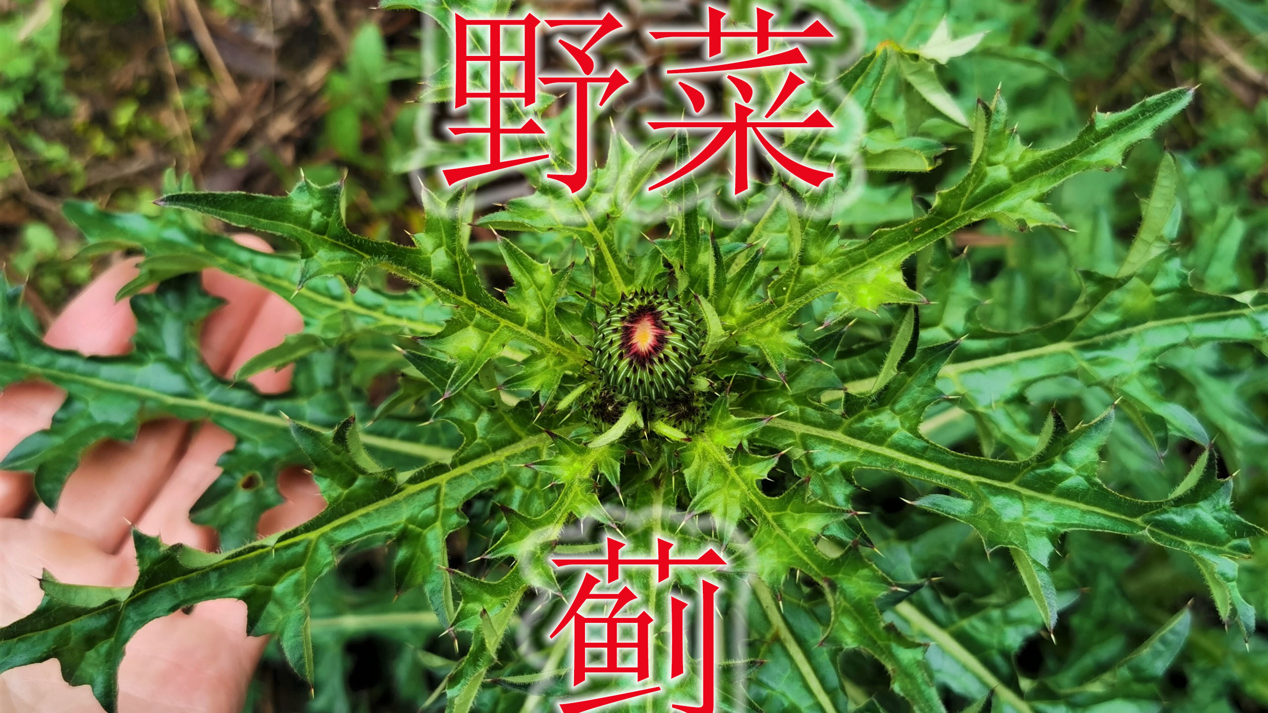 山里的野菜“蓟”是个宝,根用来煲鸡汤,很少人认识它?