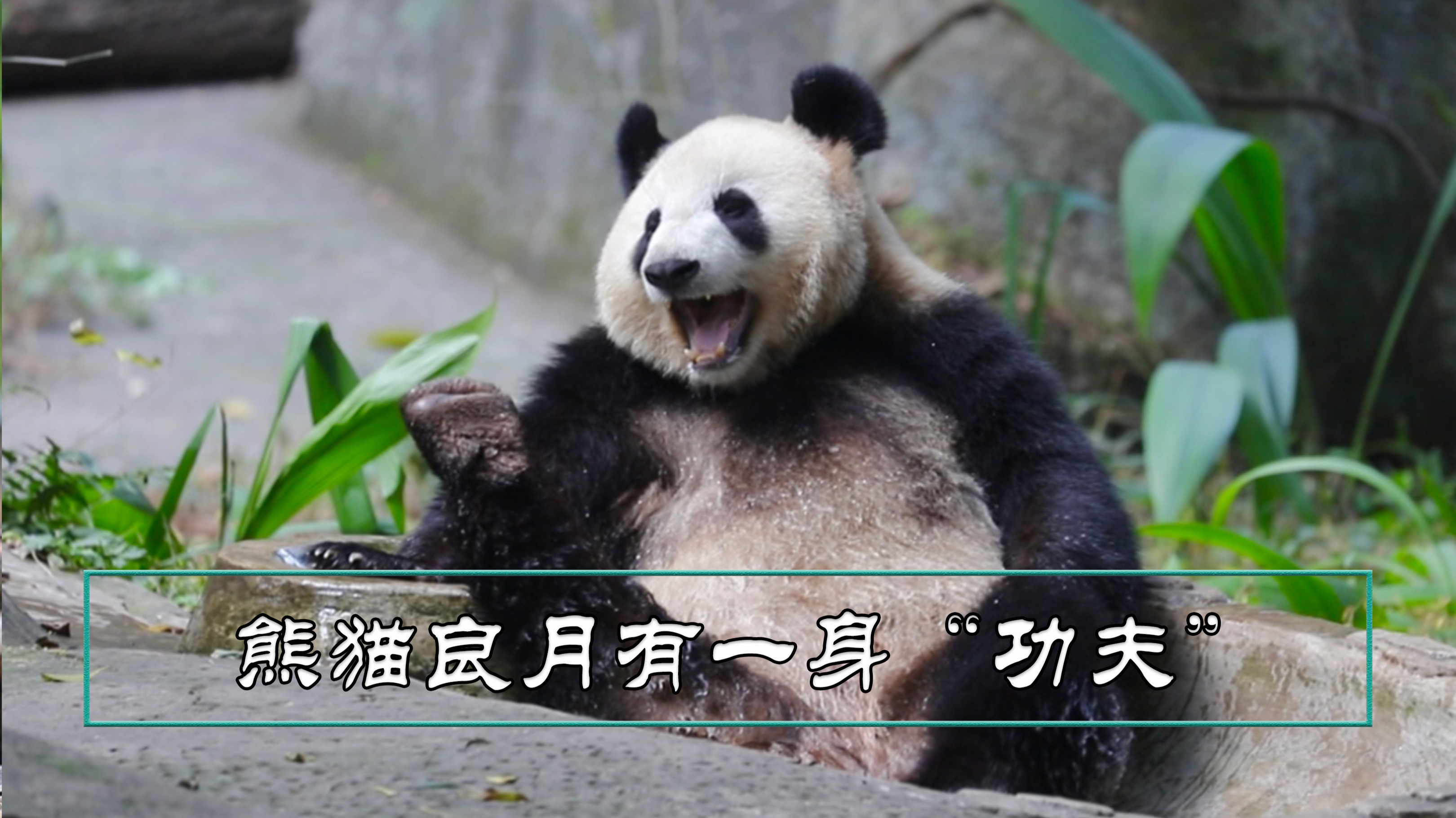 《功夫熊猫》没有骗人,熊猫良月真会“功夫”,各种招式炉火纯青