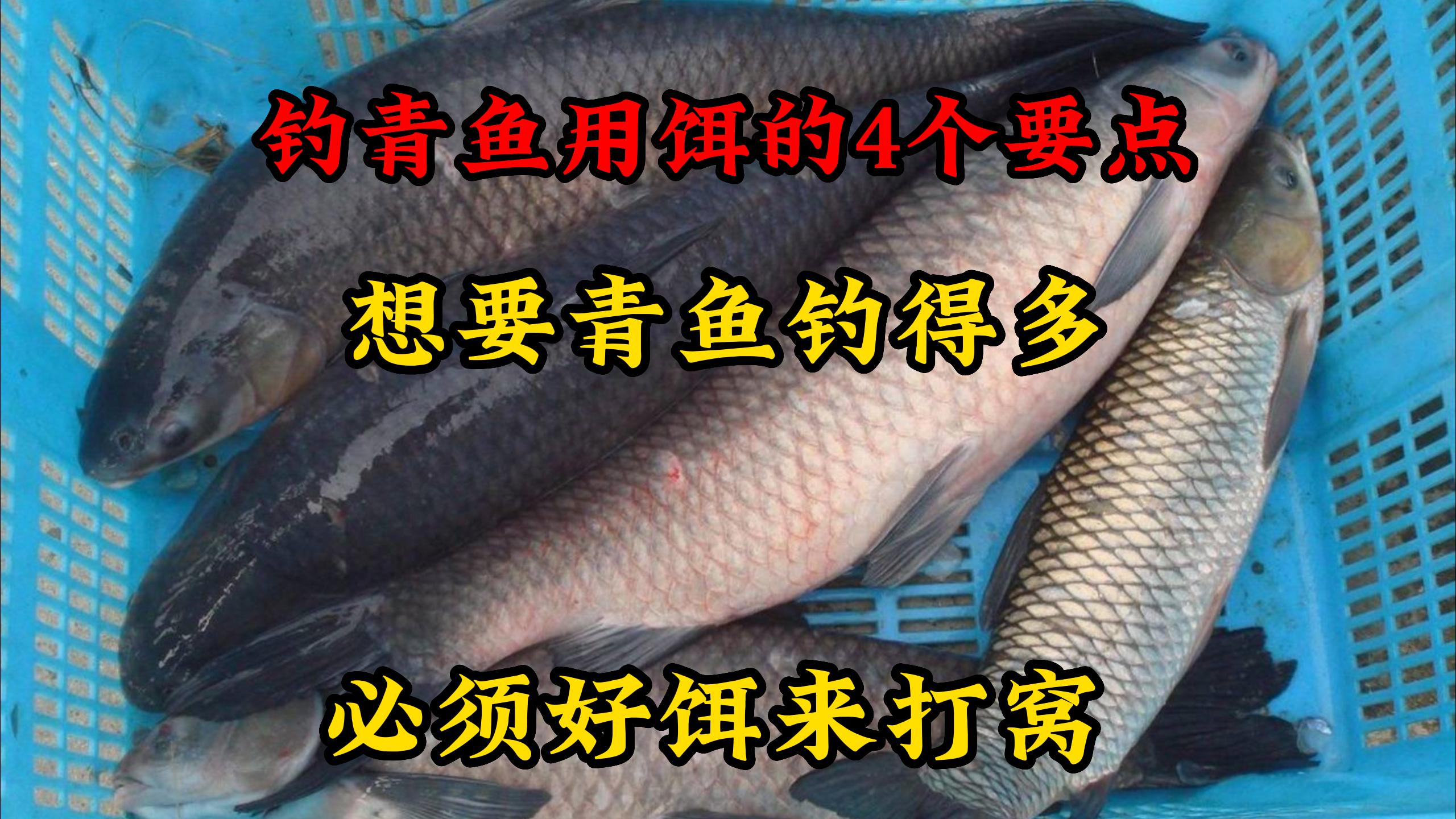 钓青鱼用饵的4个要点,想要青鱼钓得多,必须好饵来打窝