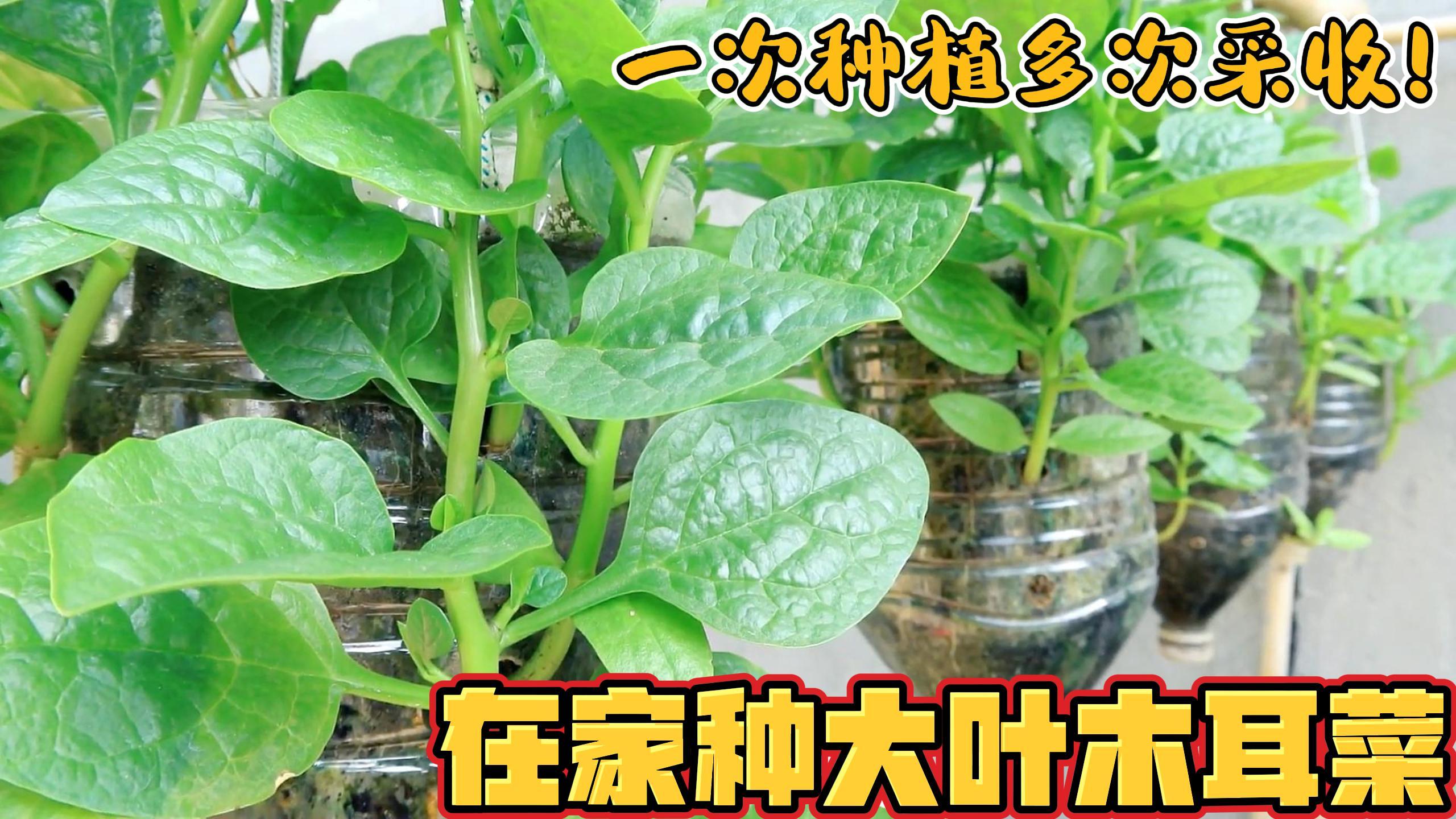 在油桶里种植大叶木耳菜,摘不完吃不完,1次种植多次采摘!
