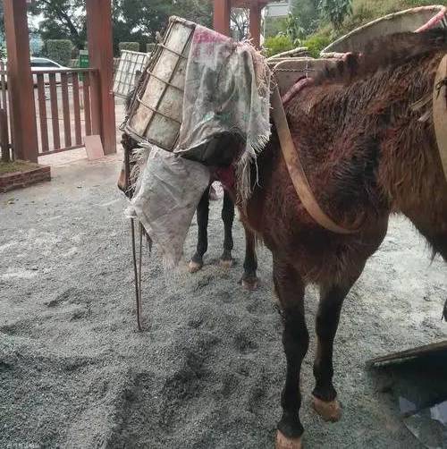 重庆马帮山路运输