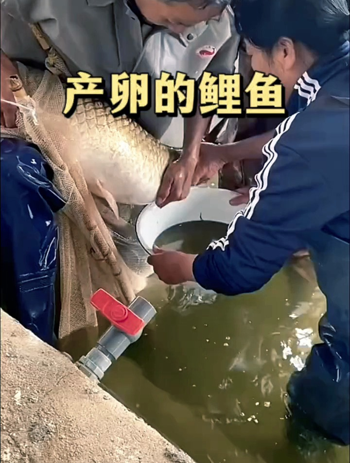 产卵的鲤鱼,老表亲自接生