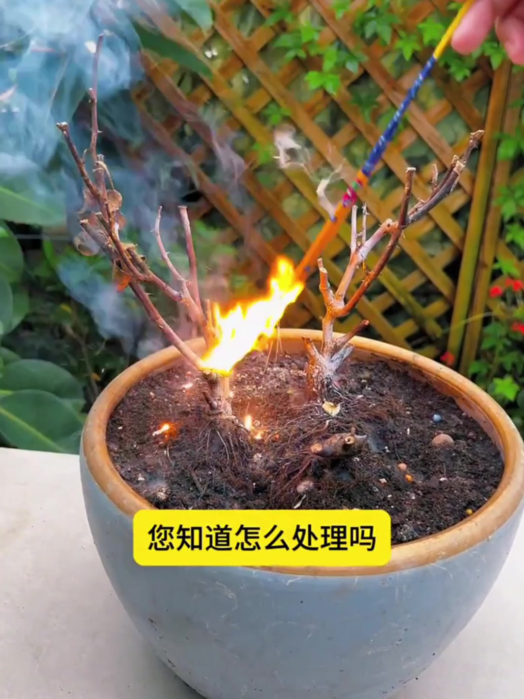 月季花苞下面黑杆图片